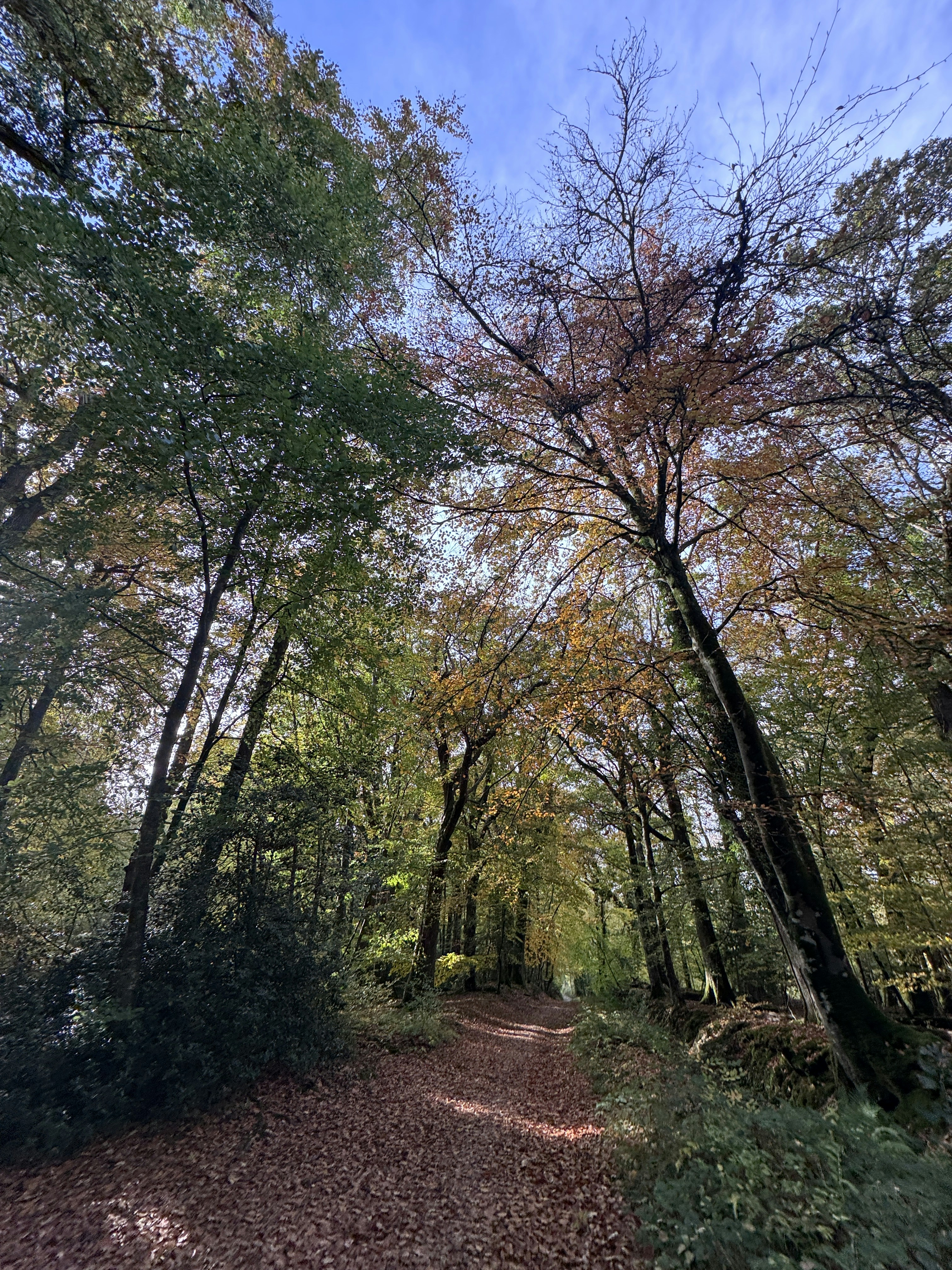 Mindfulness hiking in Shikoku forest