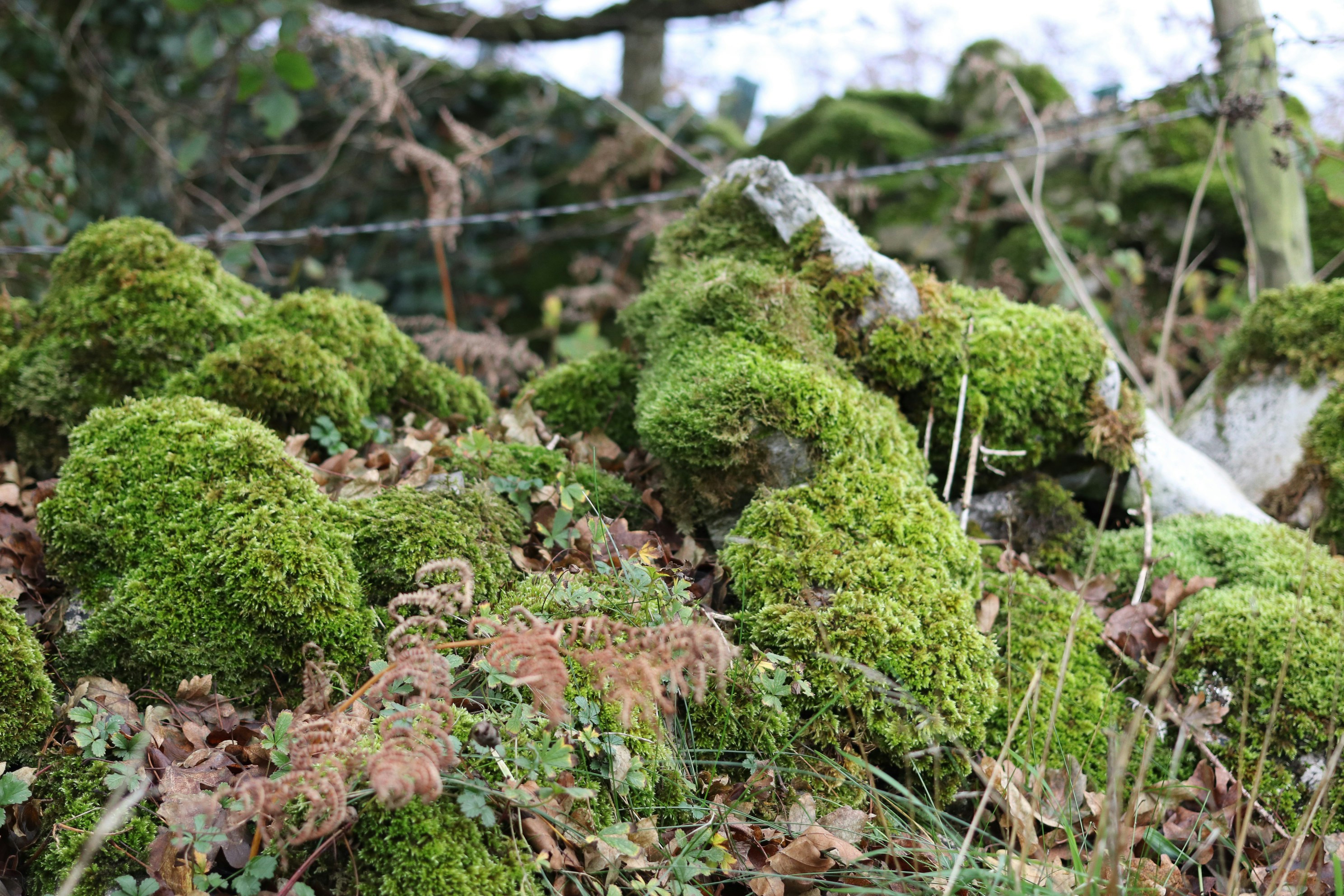 Photo by tanyabarrow