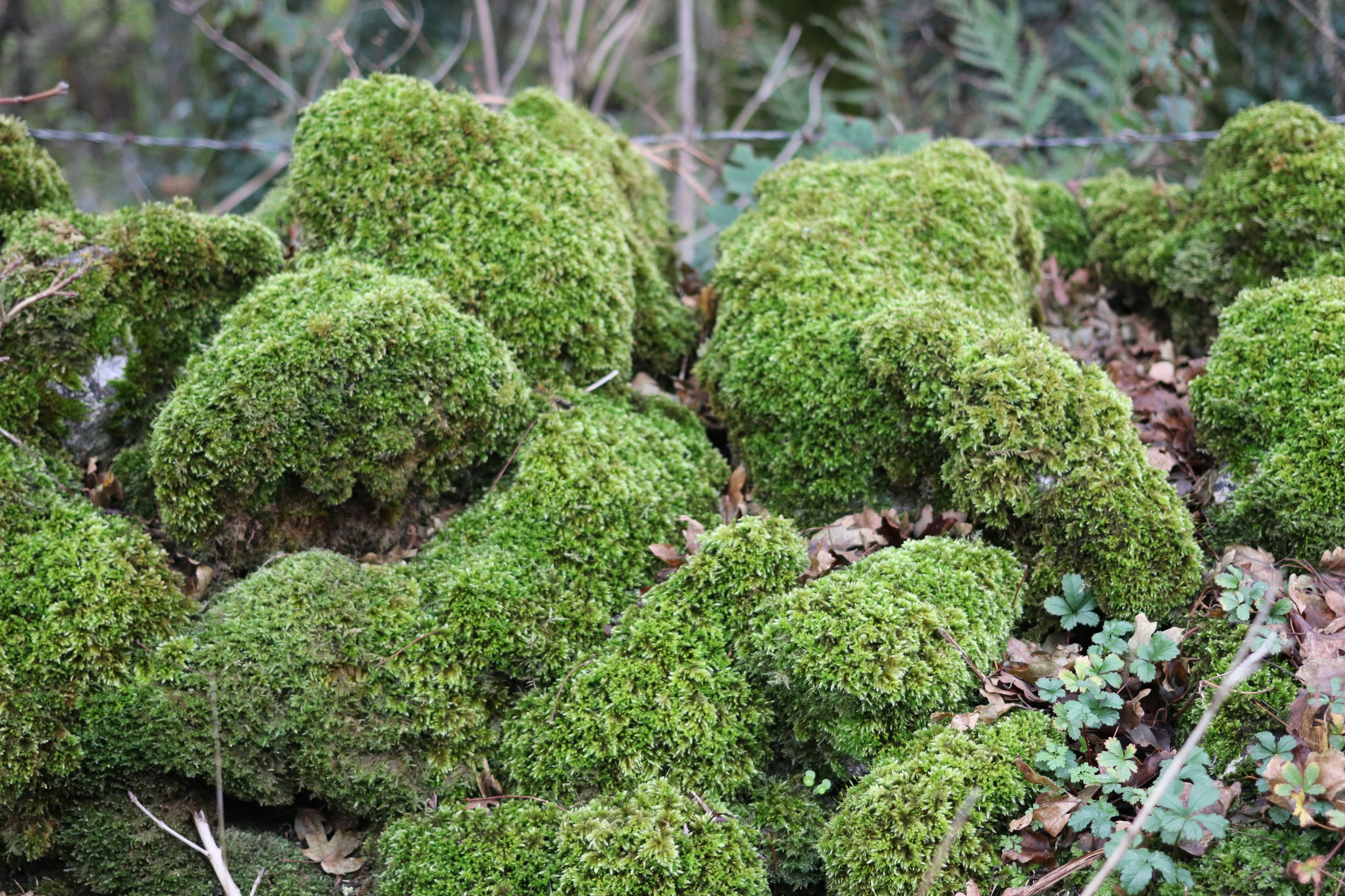 Green moss growing on rocks in a forest.