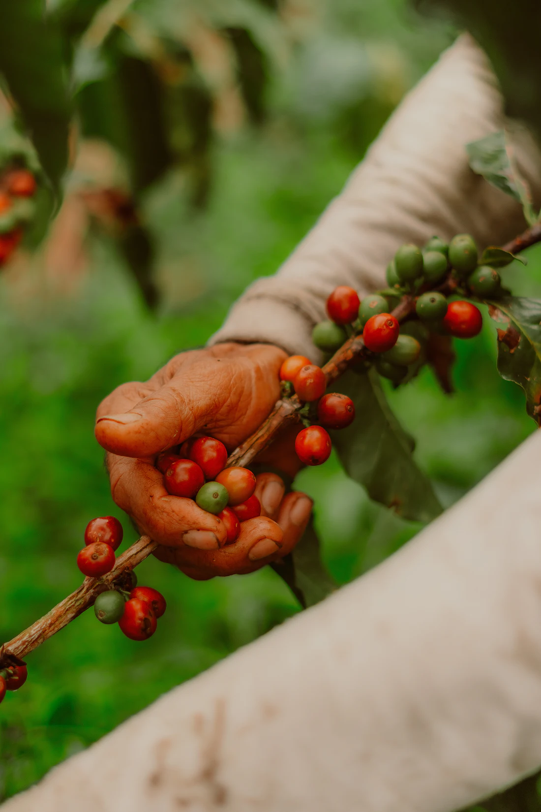 A coffee grower's hand holding ripe red cherries on the branch