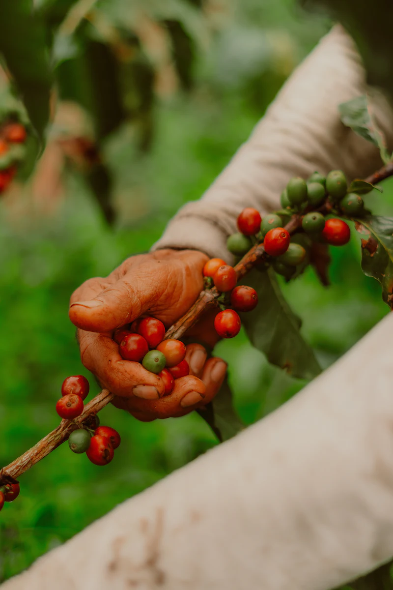 A coffee grower's hand holding ripe red cherries on the branch