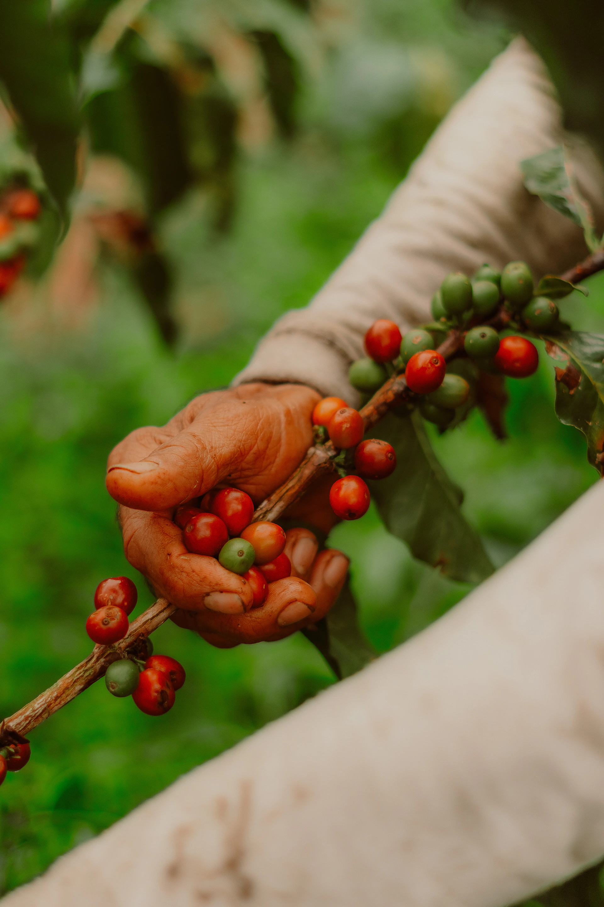 Hands picking ripe coffee cherries from a branch