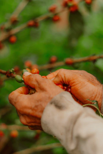 Hands picking ripe red coffee cherries from branches