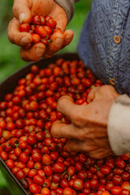 Hands harvesting ripe red coffee cherries