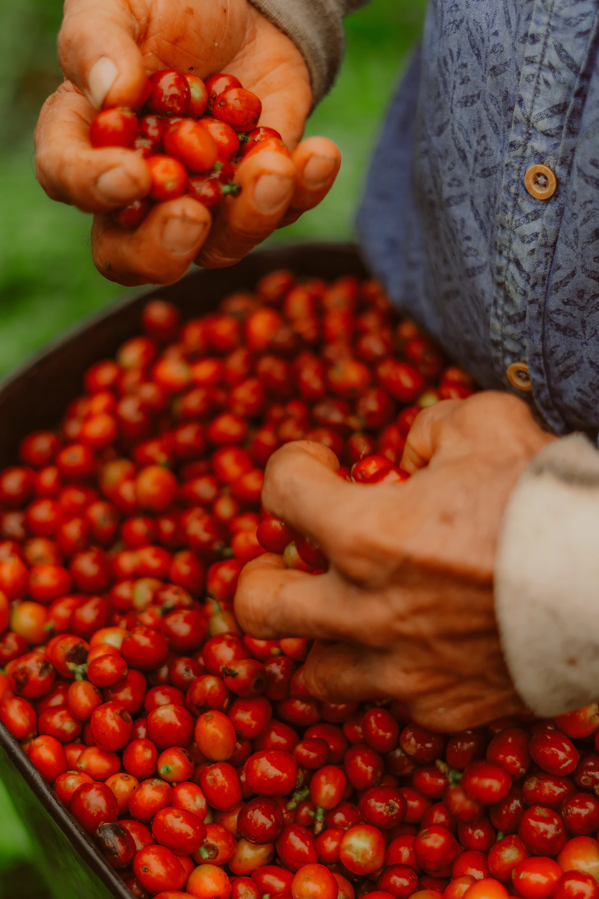 Hands dropping ripe red coffee cherries into a full basket