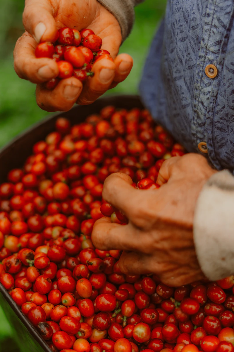 Cosecha de cerezas de café maduras a mano