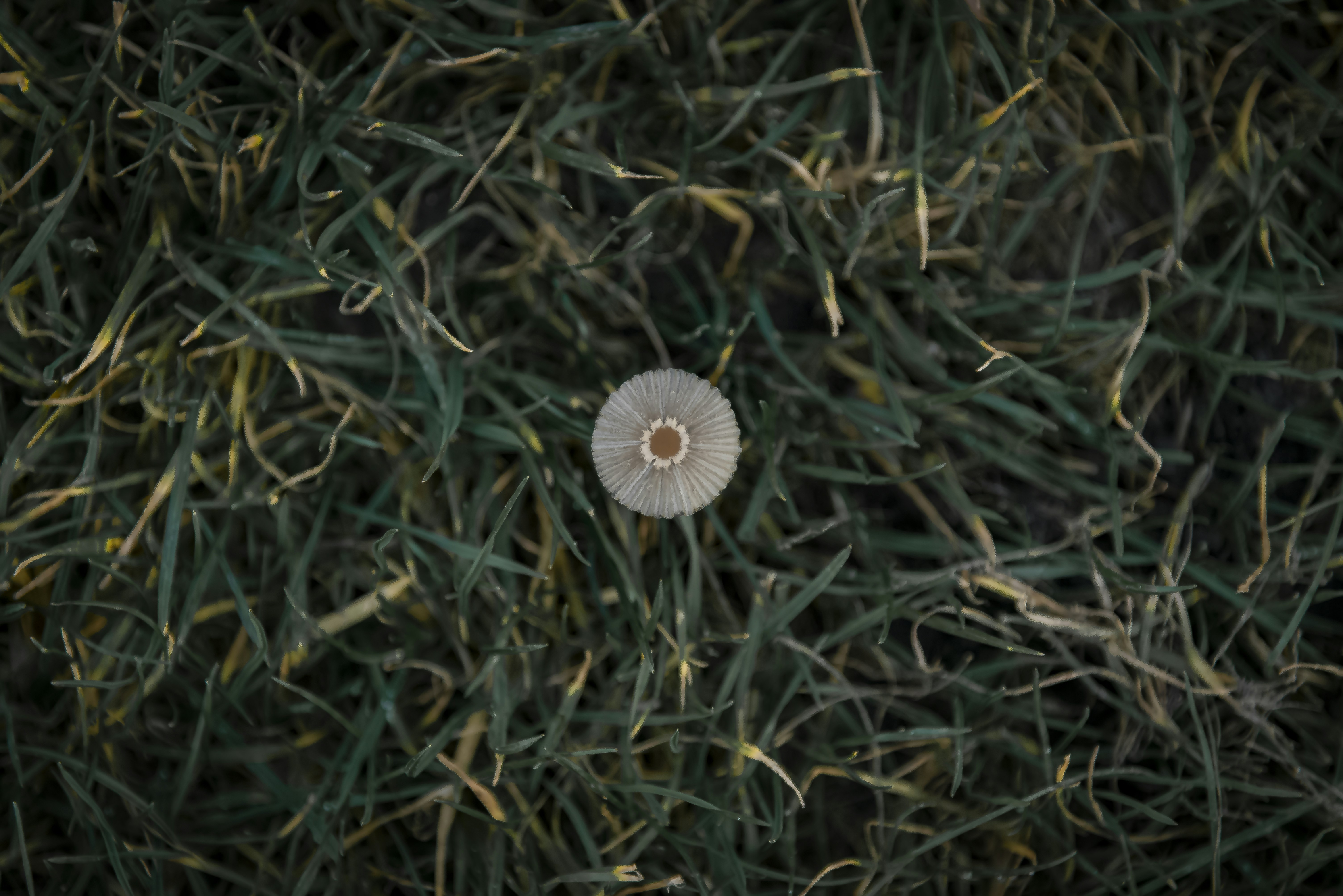 A single dandelion seed head rests on grass.