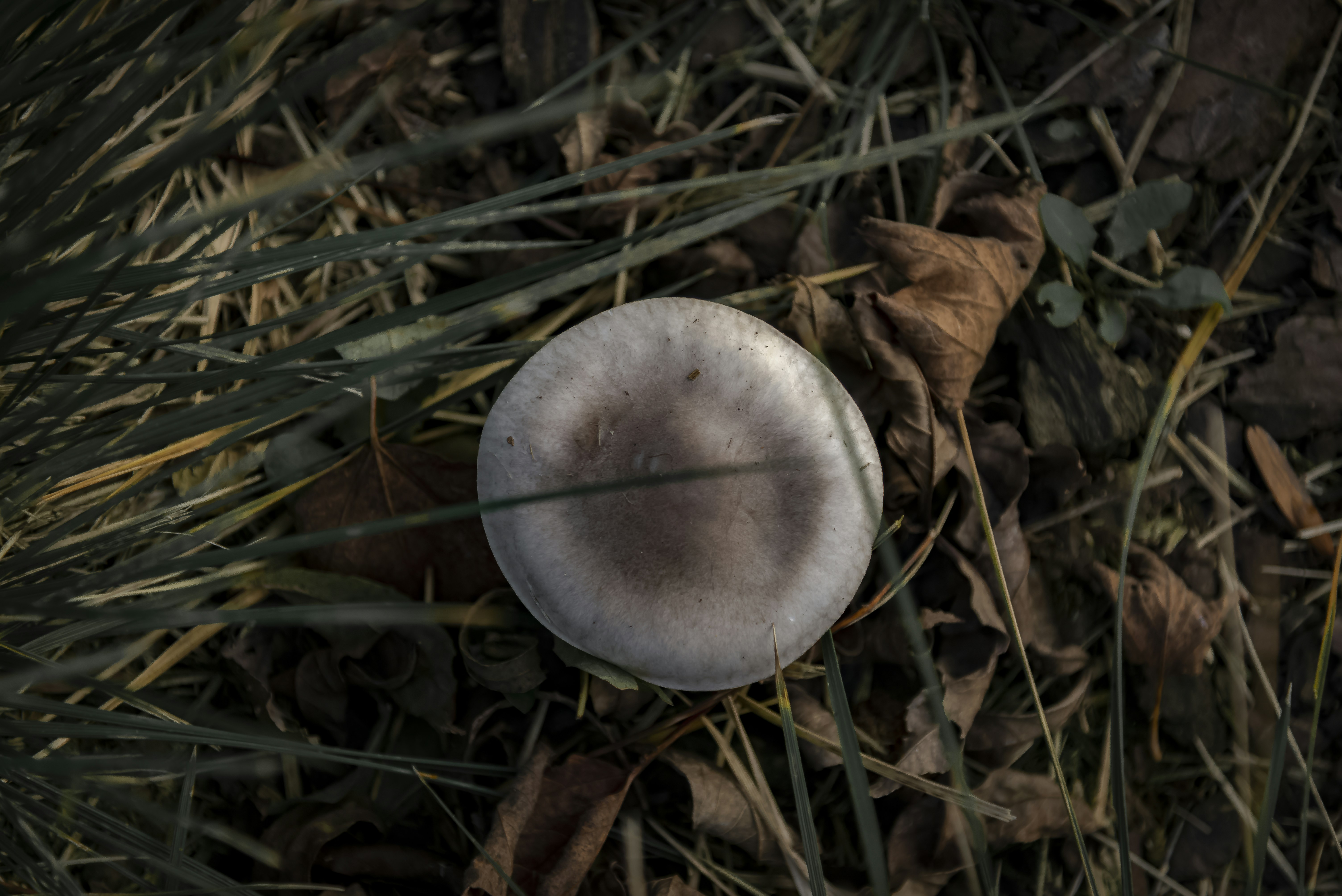 A single mushroom rests on the forest floor.