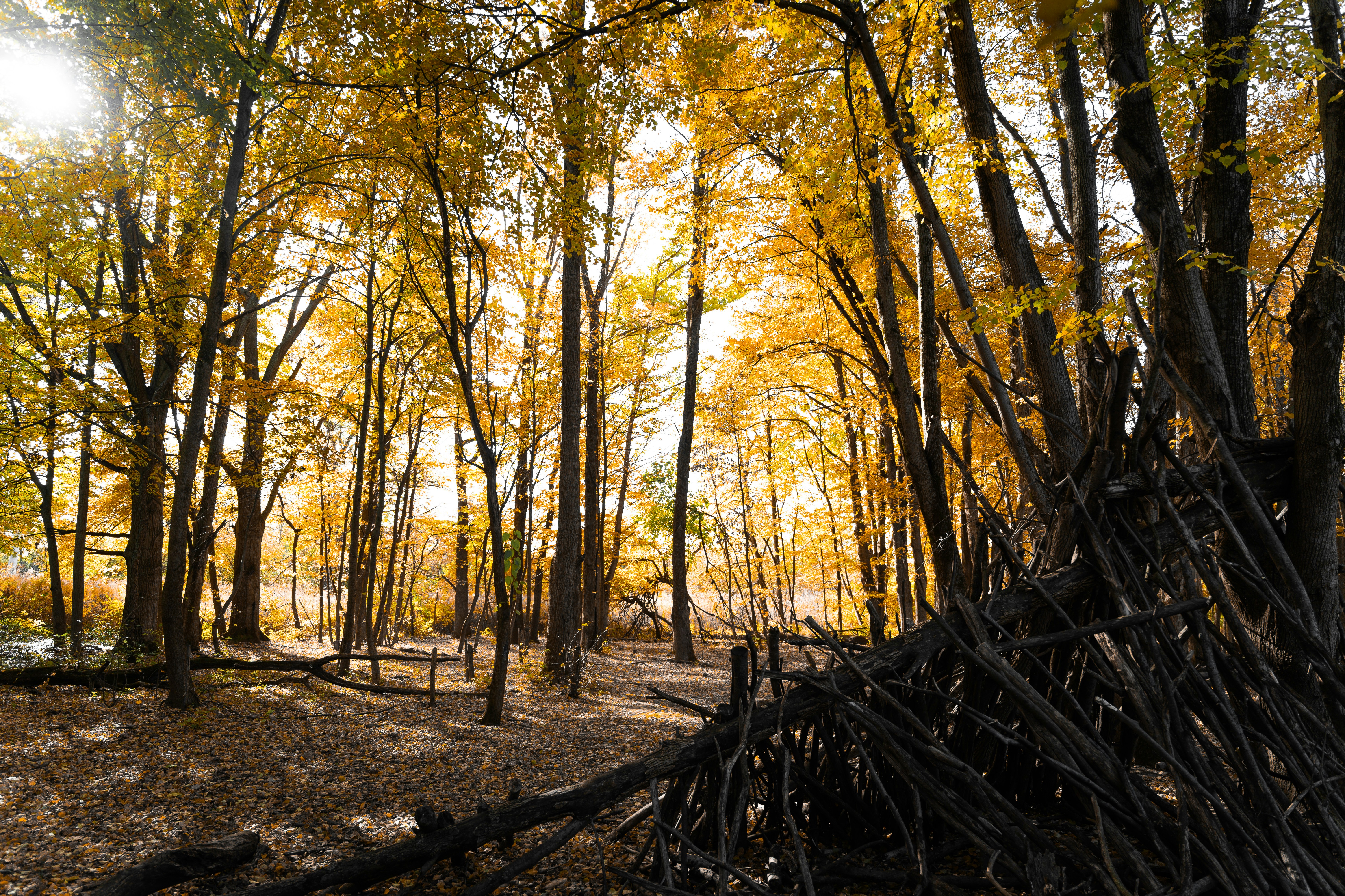 Sunlight filters through autumn trees near a rustic shelter.
