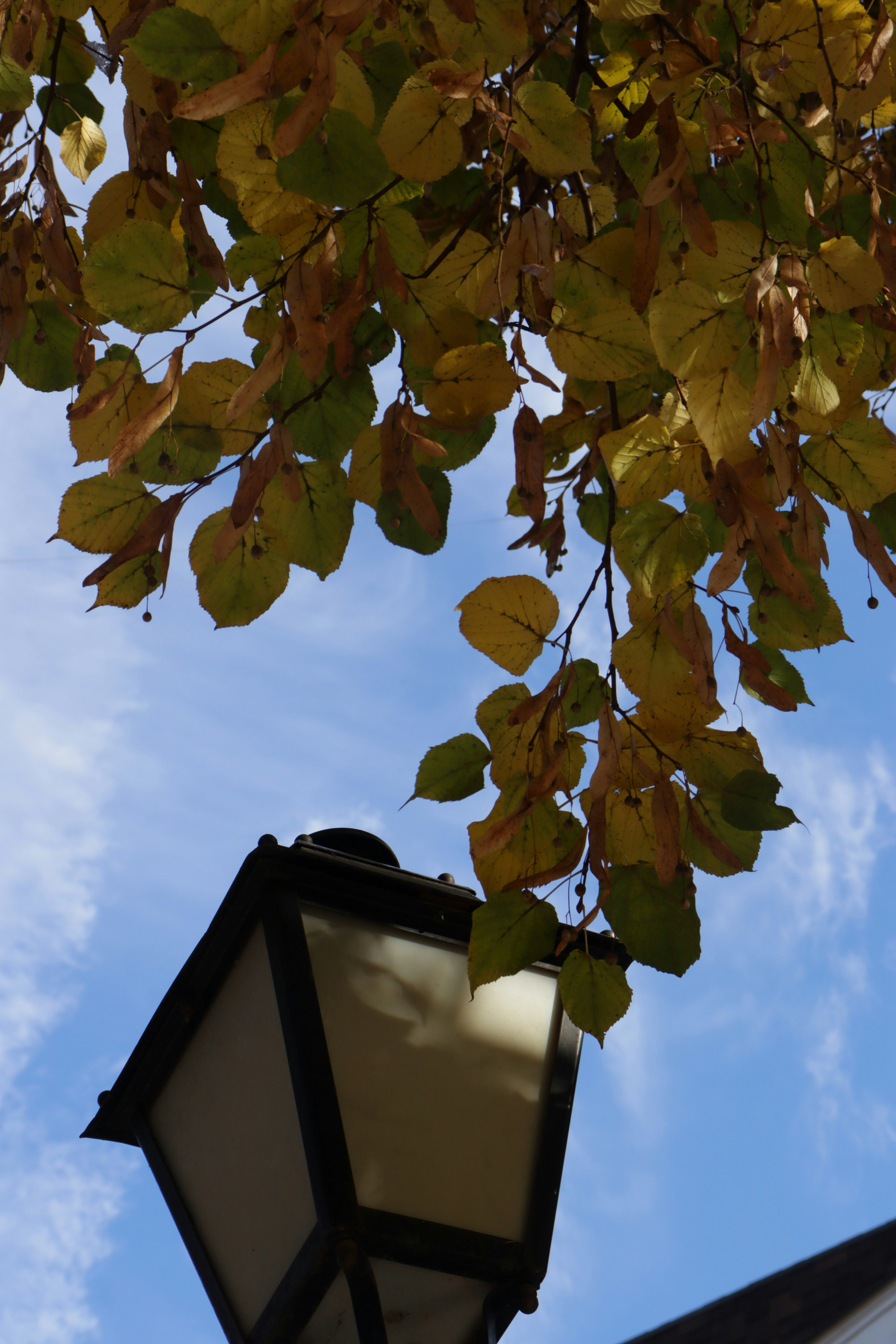 Photo by bored_mongoose