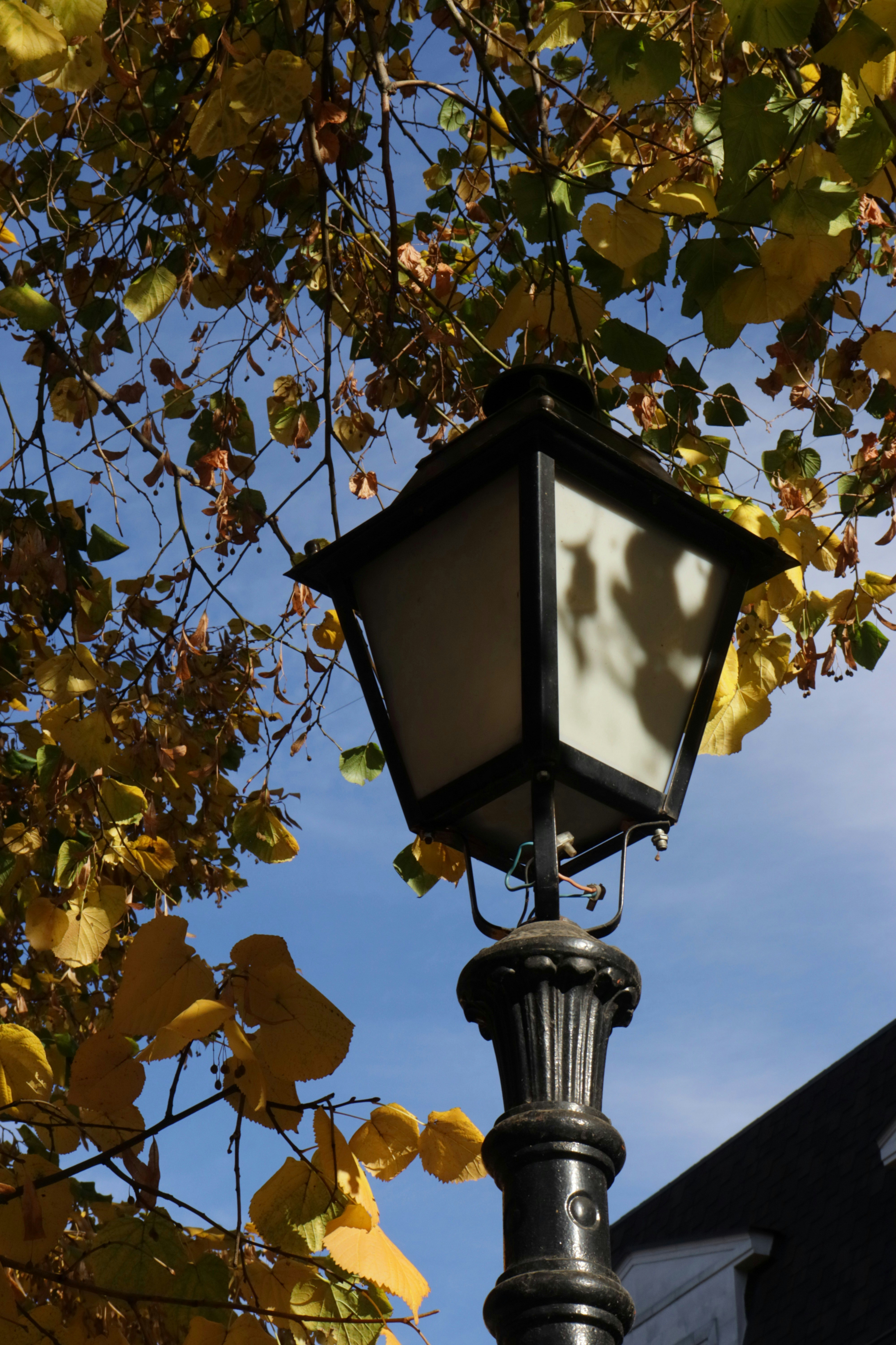 Photo by bored_mongoose