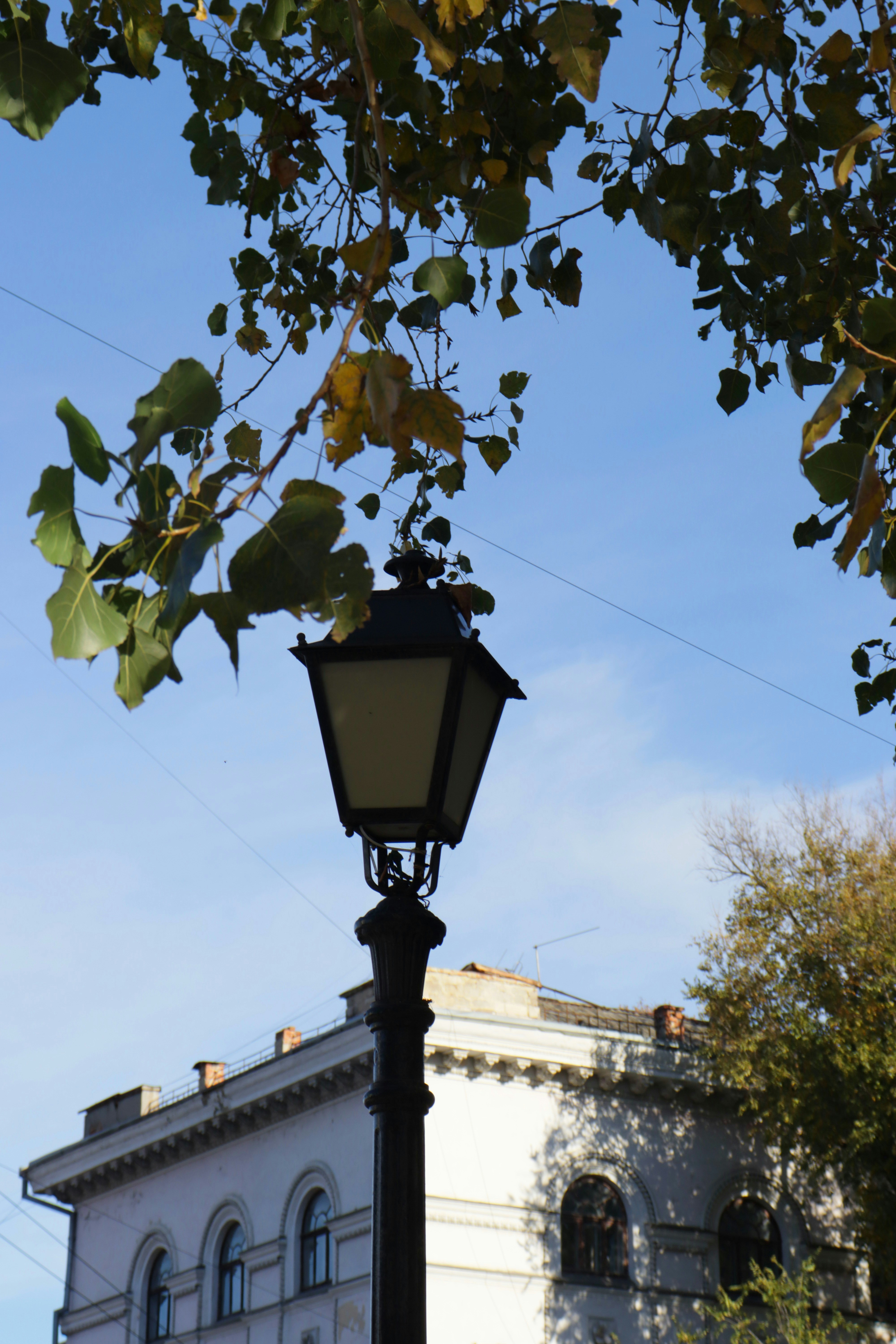 Photo by bored_mongoose