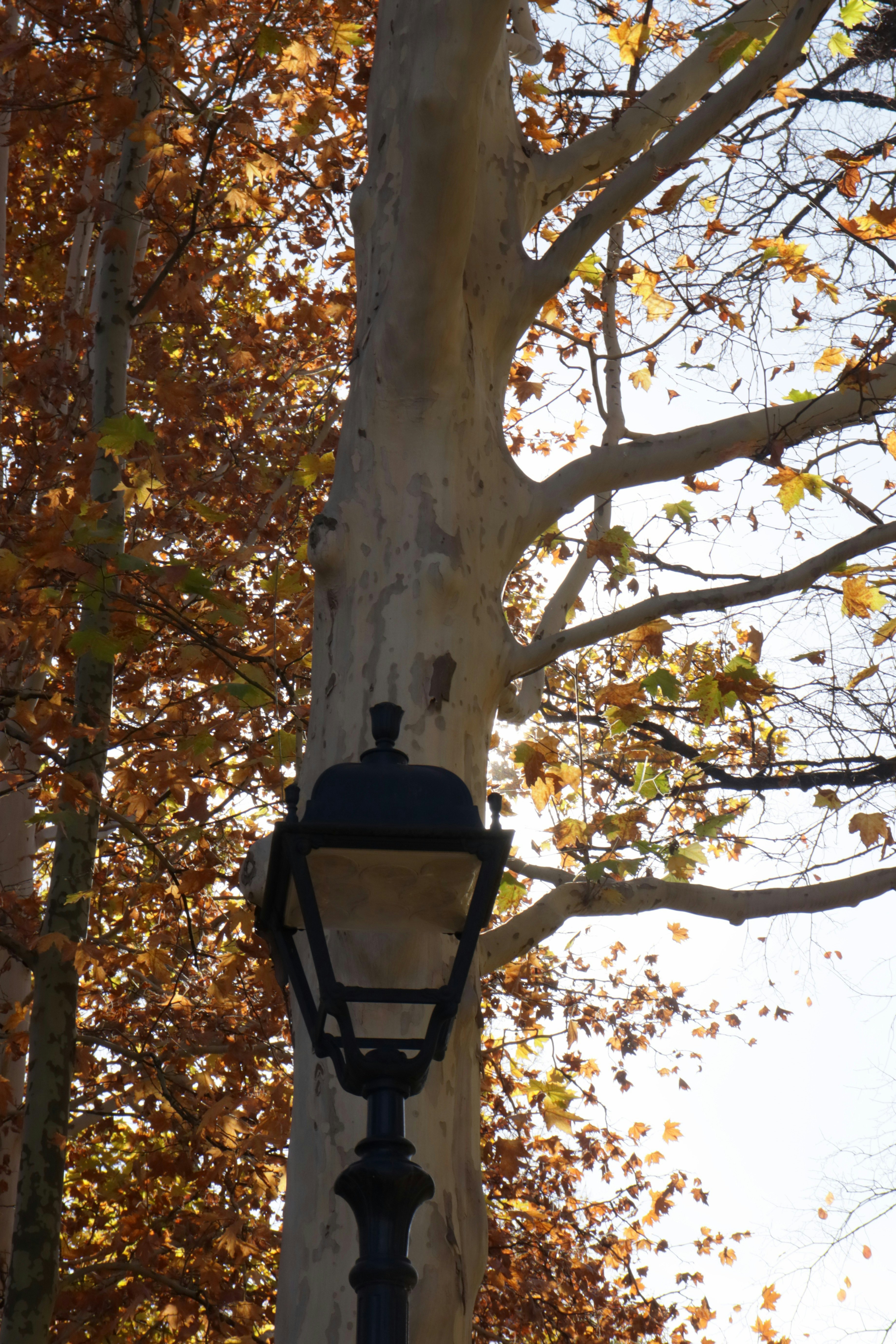 Photo by bored_mongoose