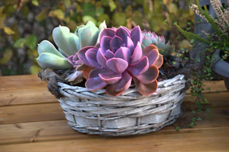 Succulent plants in a rustic woven basket
