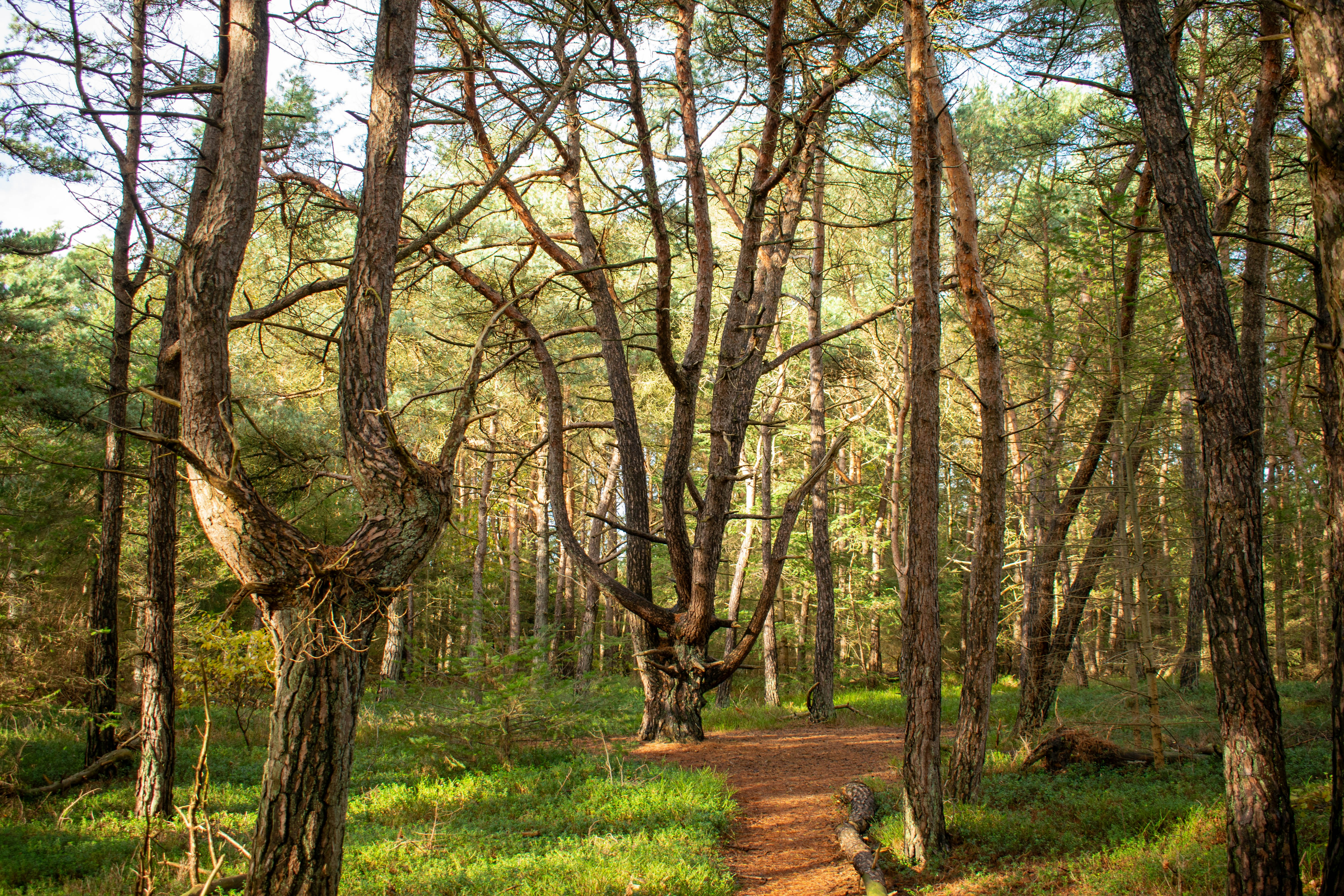 Photo by tea_in_deventer