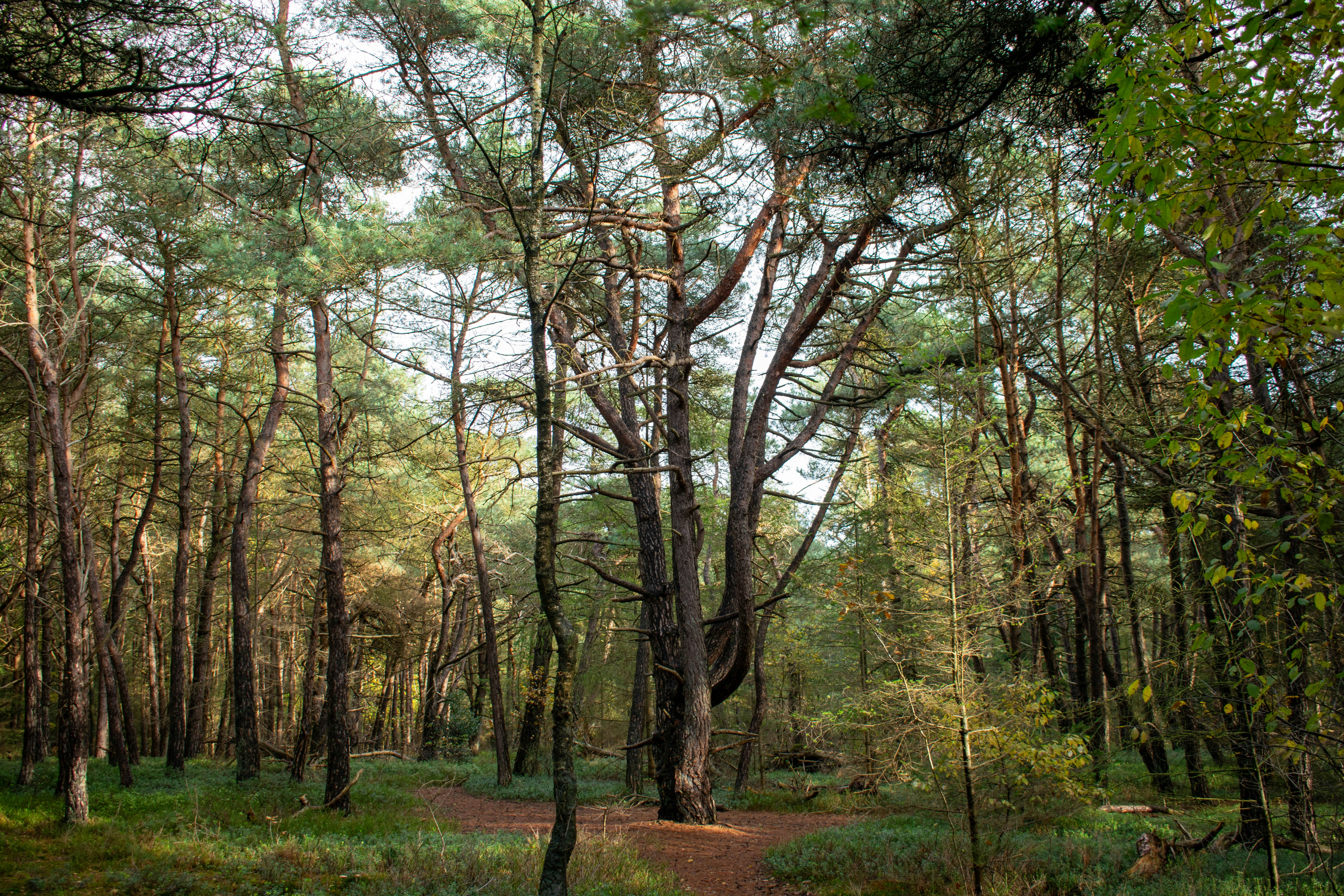 Photo by tea_in_deventer