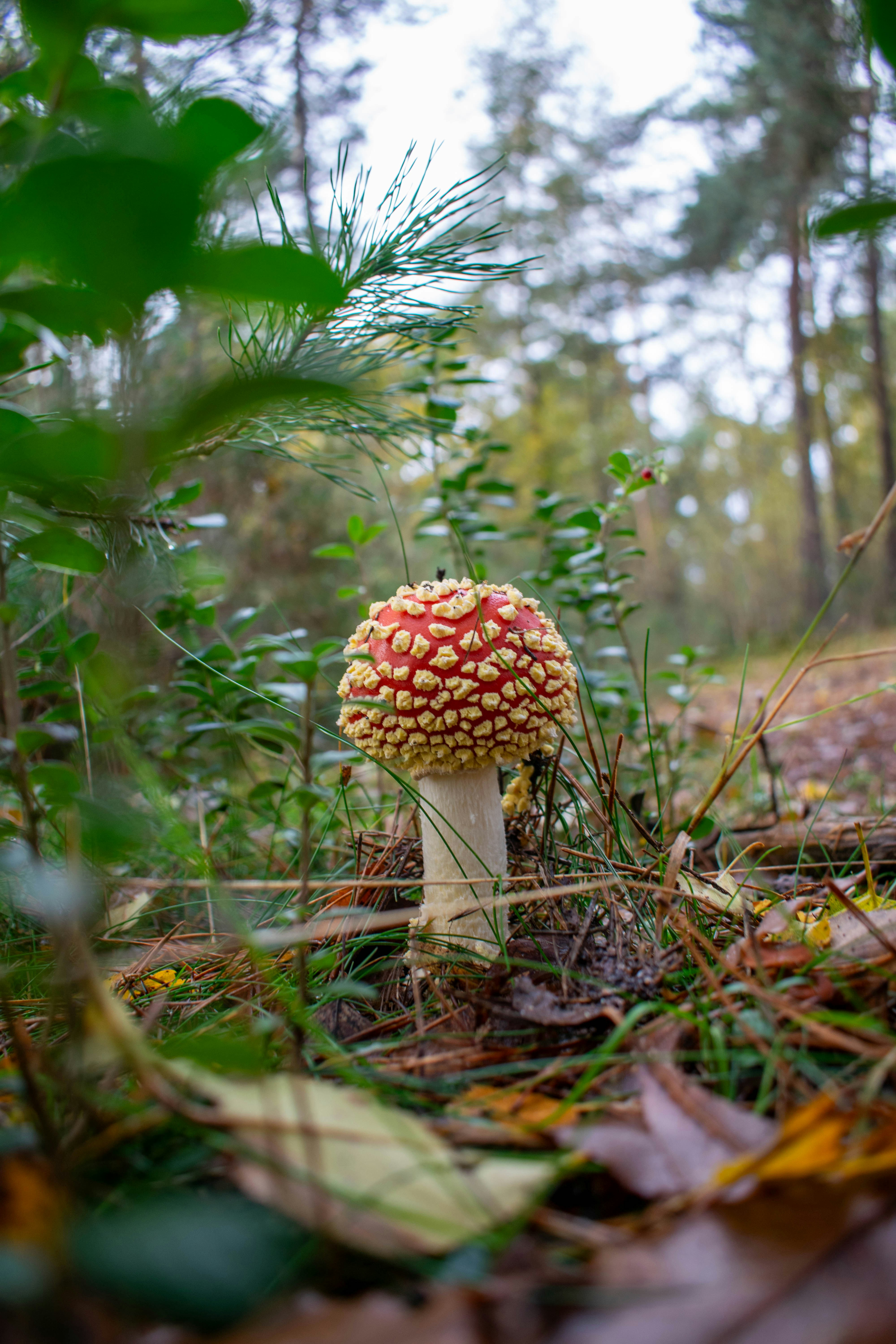 春の山菜採りハイキング