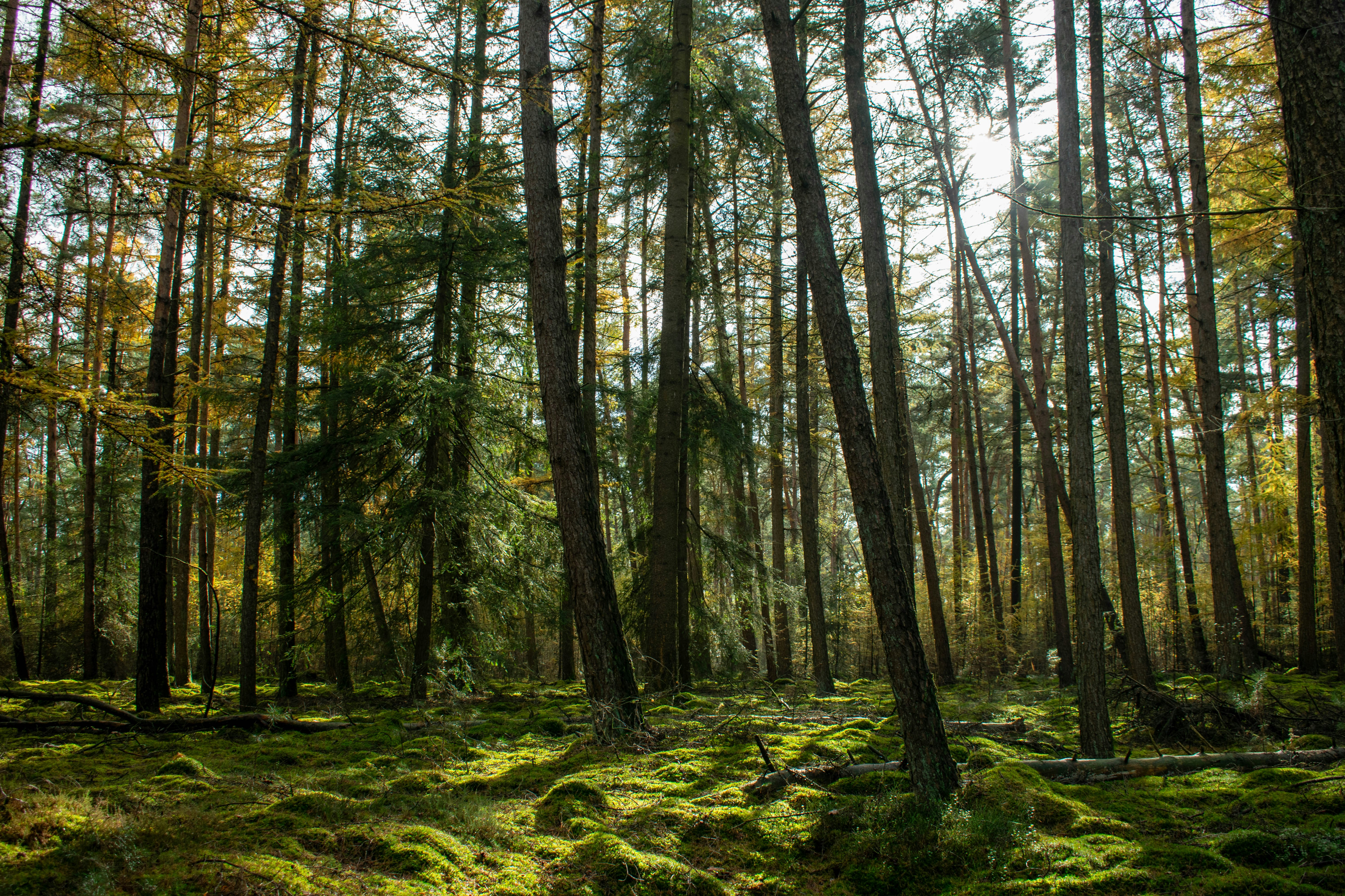 Photo by tea_in_deventer