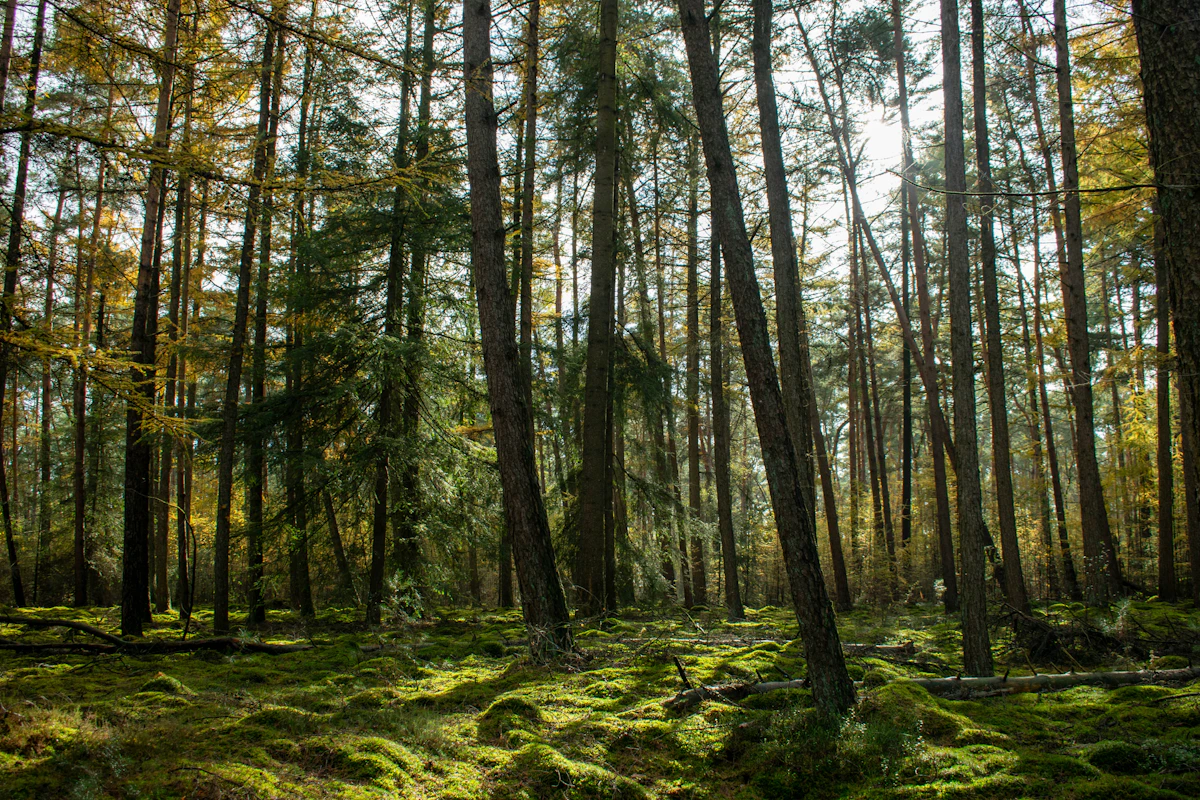 Sunlight filtering through a dense forest canopy