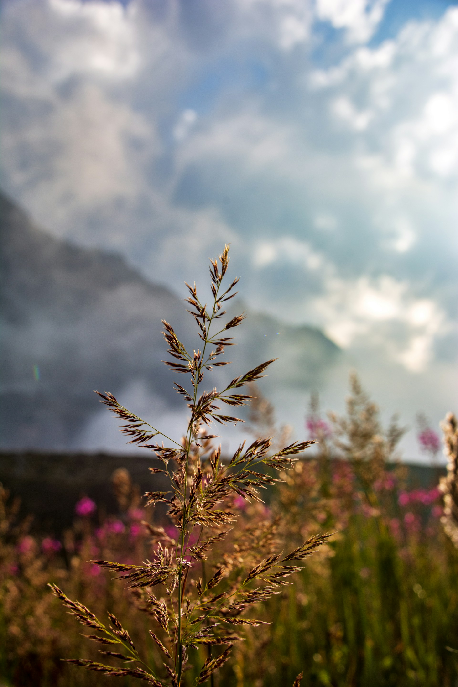 Tall grass and pink flowers with mountains in background.