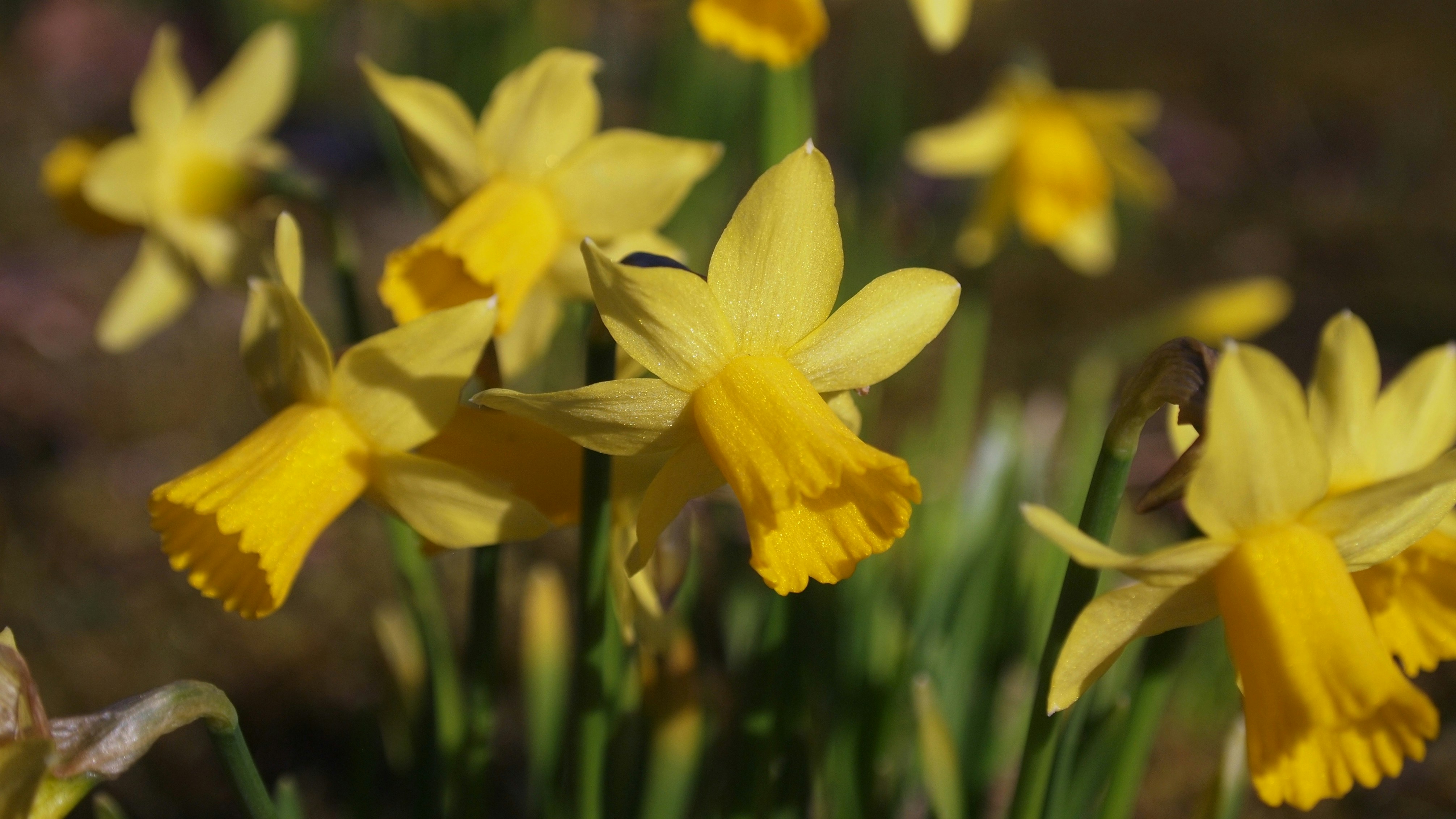 Photo by nikodemus777