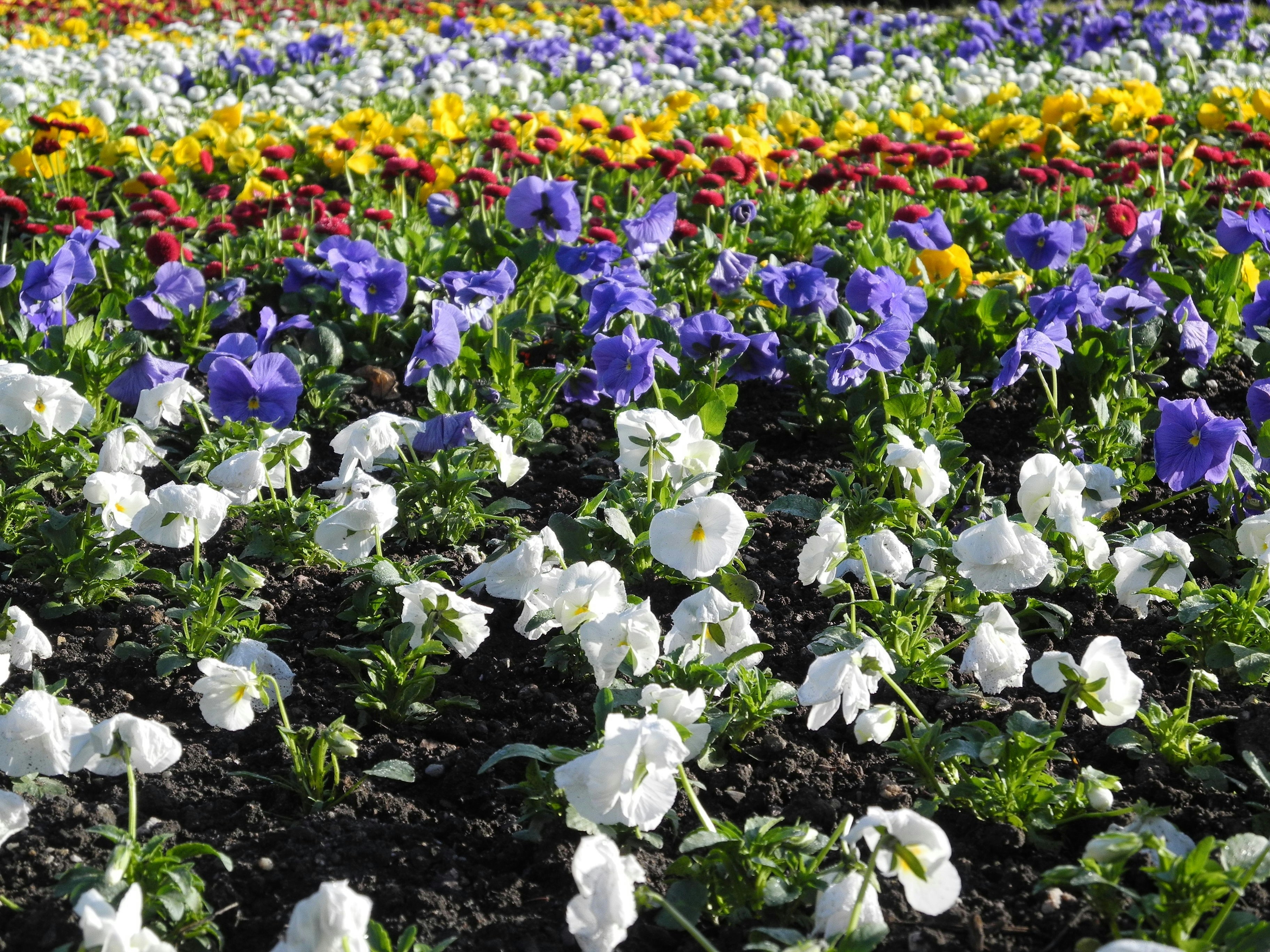 Photo by nikodemus777