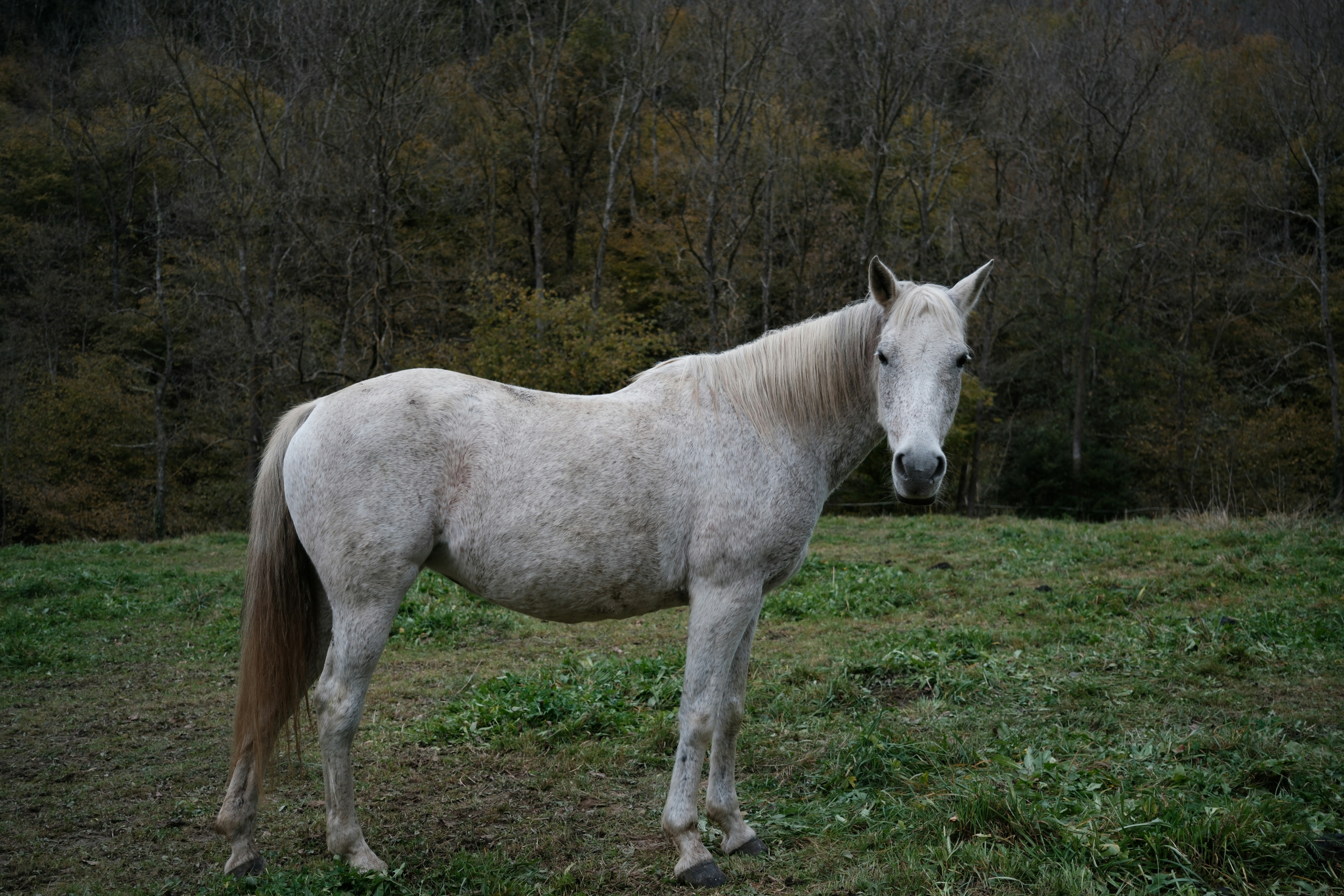 A white horse stands in a grassy field.