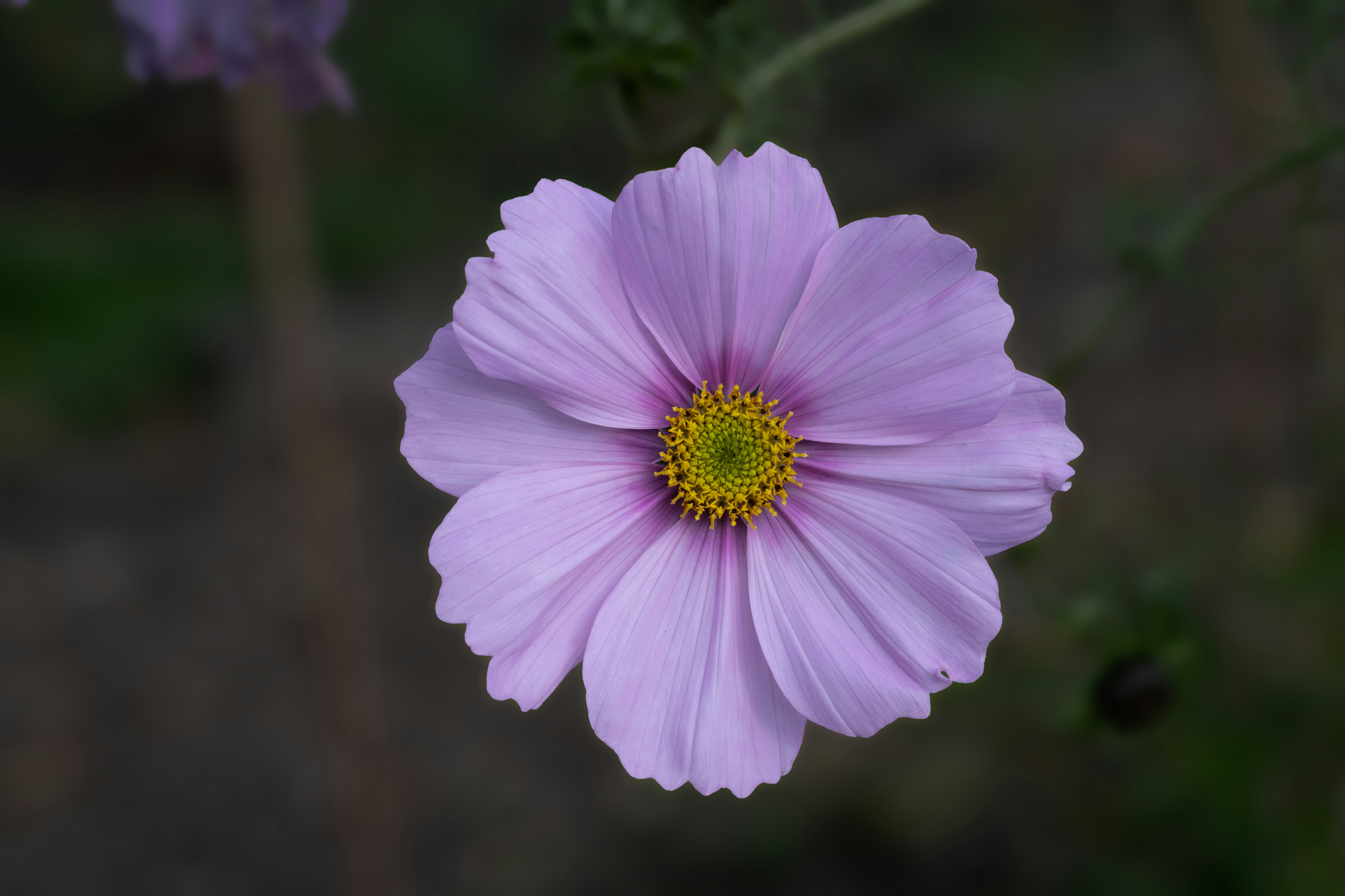 Photo by siegfriedpoepperl