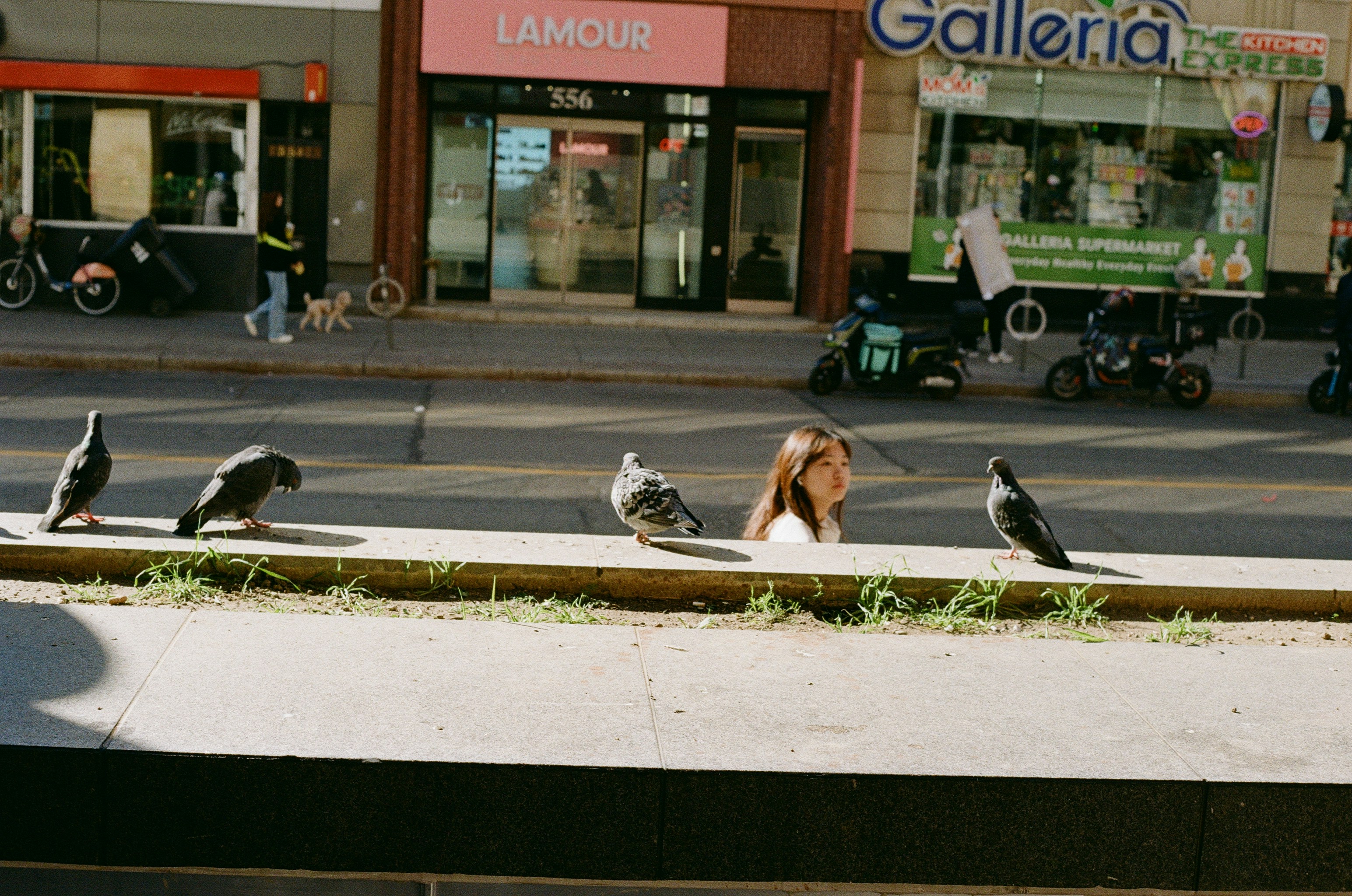 Pigeons gather on a city sidewalk with buildings behind.