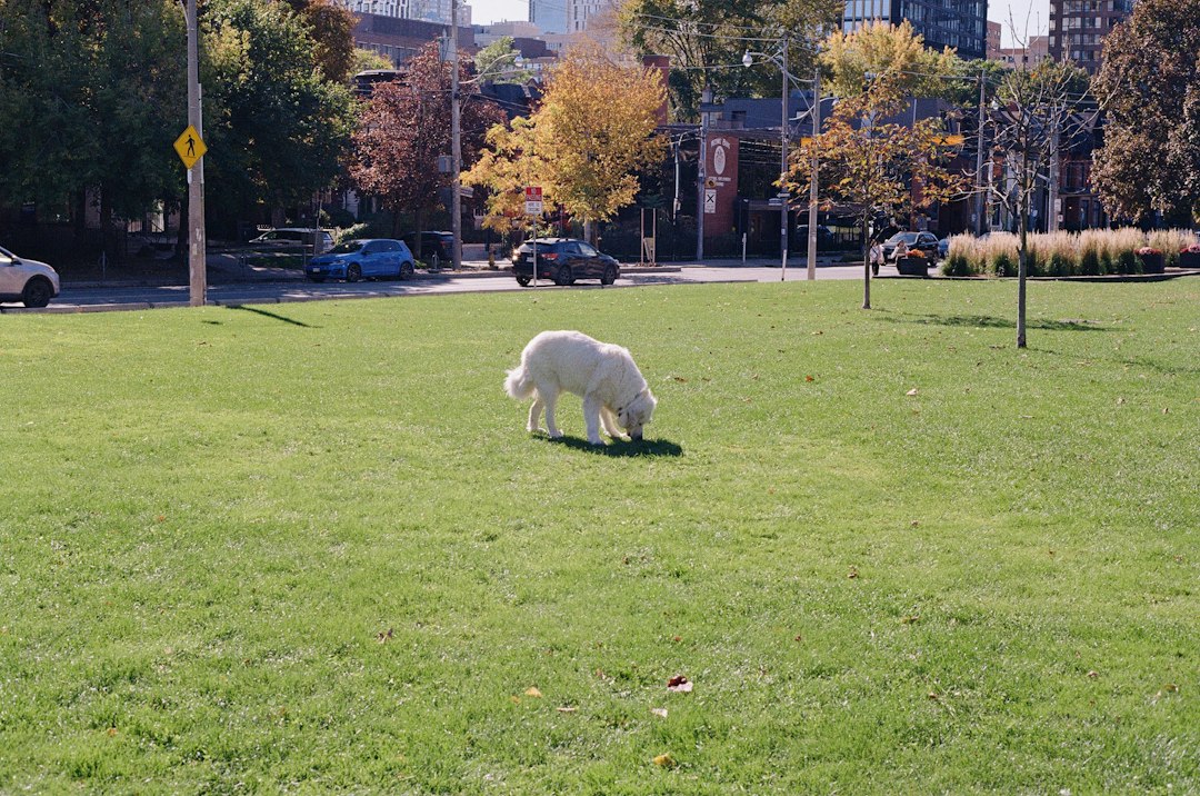 Chien reniflant l'herbe dans un parc