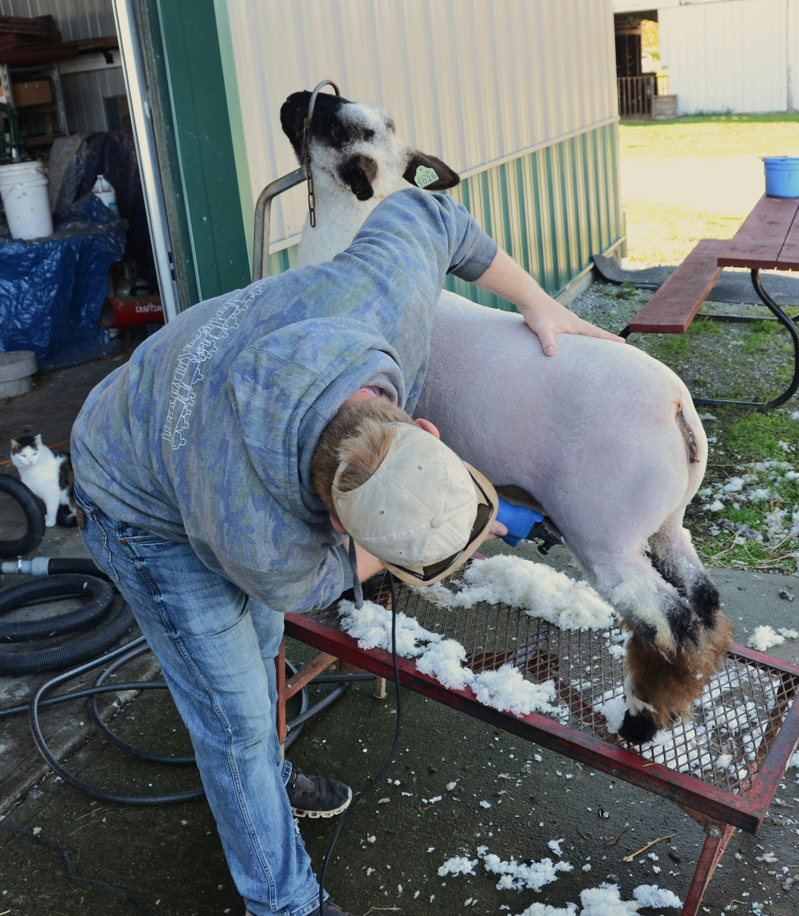 Shearing sheep on a grooming table outdoors