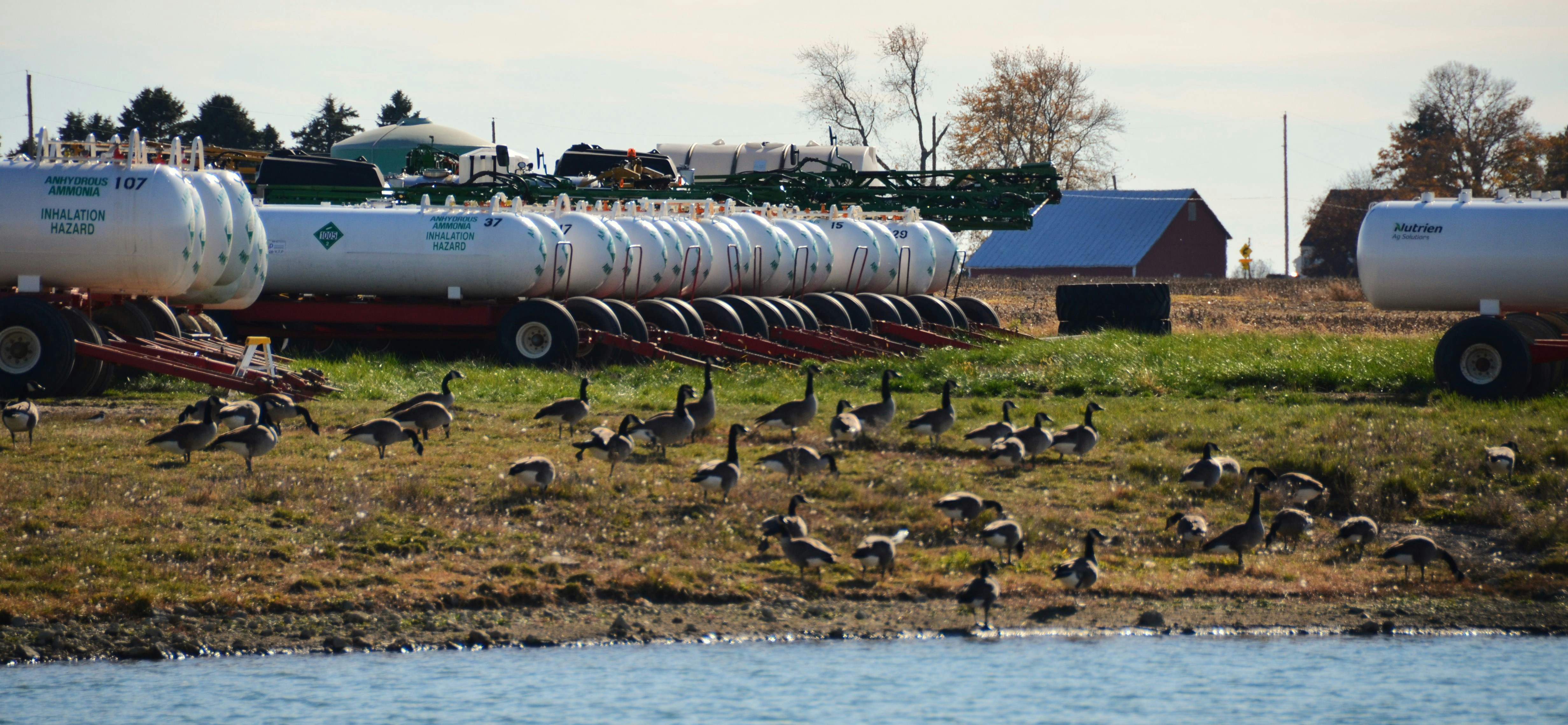 Geese gathered near large water tanks on a farm.