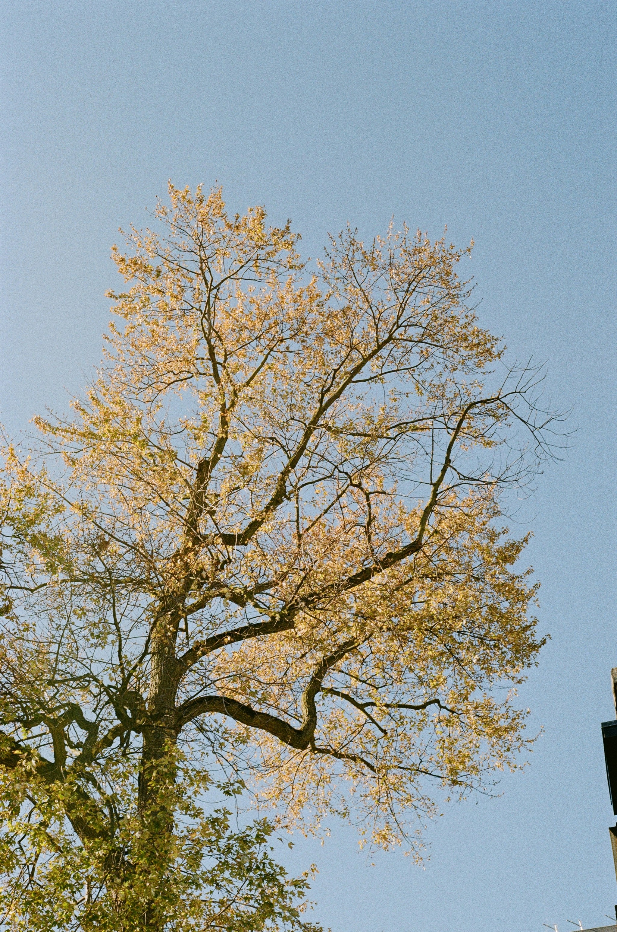 Un grand arbre aux feuilles jaunes sur un ciel bleu
