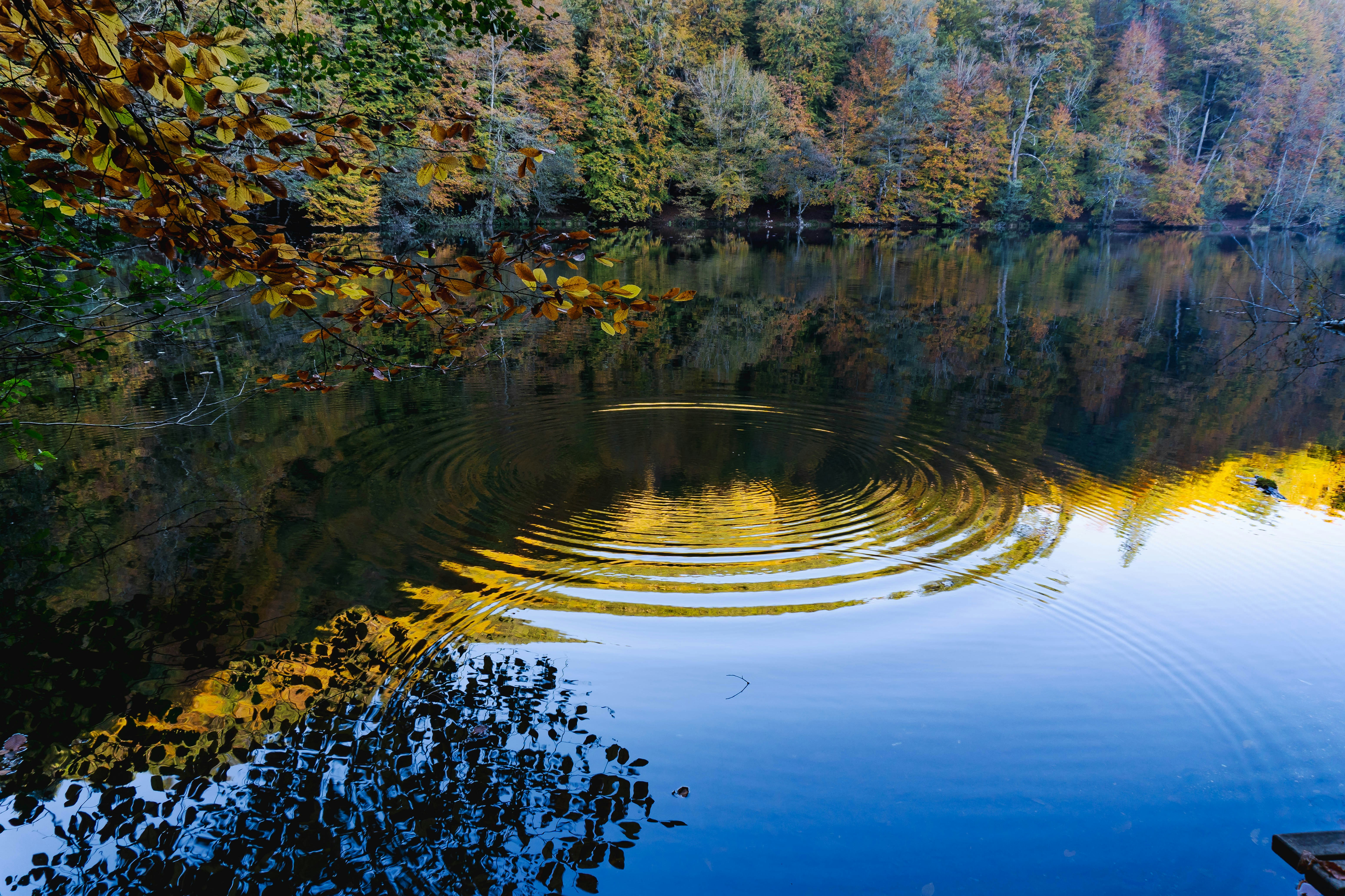 Ripples on a calm lake with autumn forest reflection photo – Free ...