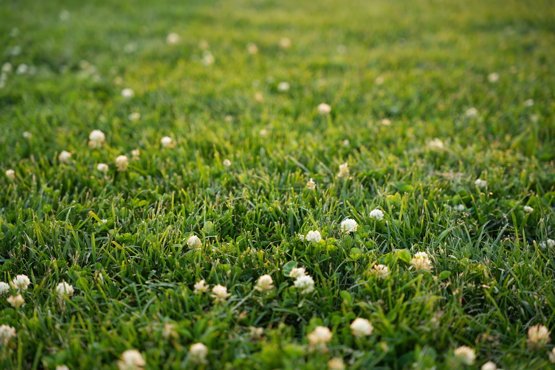 White clover flowers dotted through short green grass, seen from close to the ground