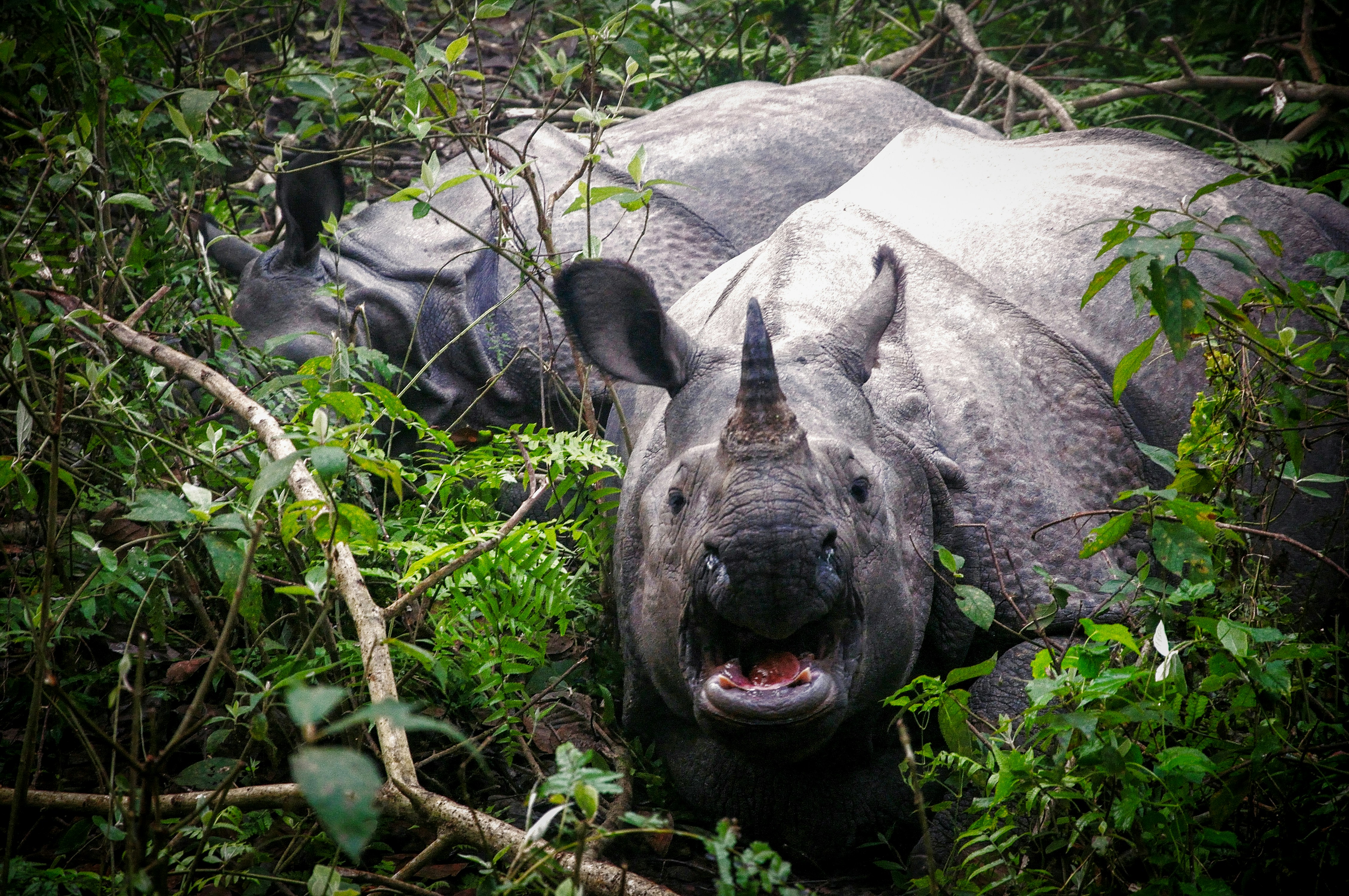 Two rhinoceroses in dense green foliage.