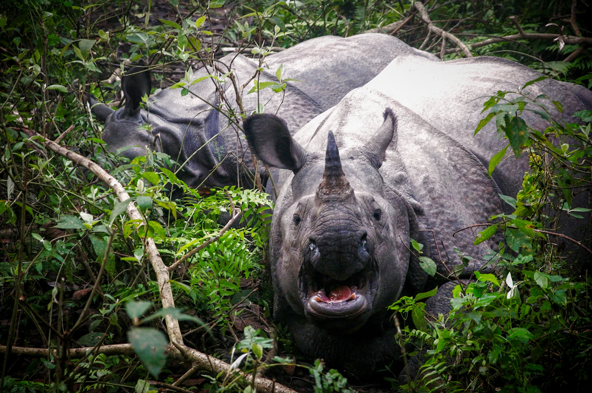 Chitwan Jungle Safari