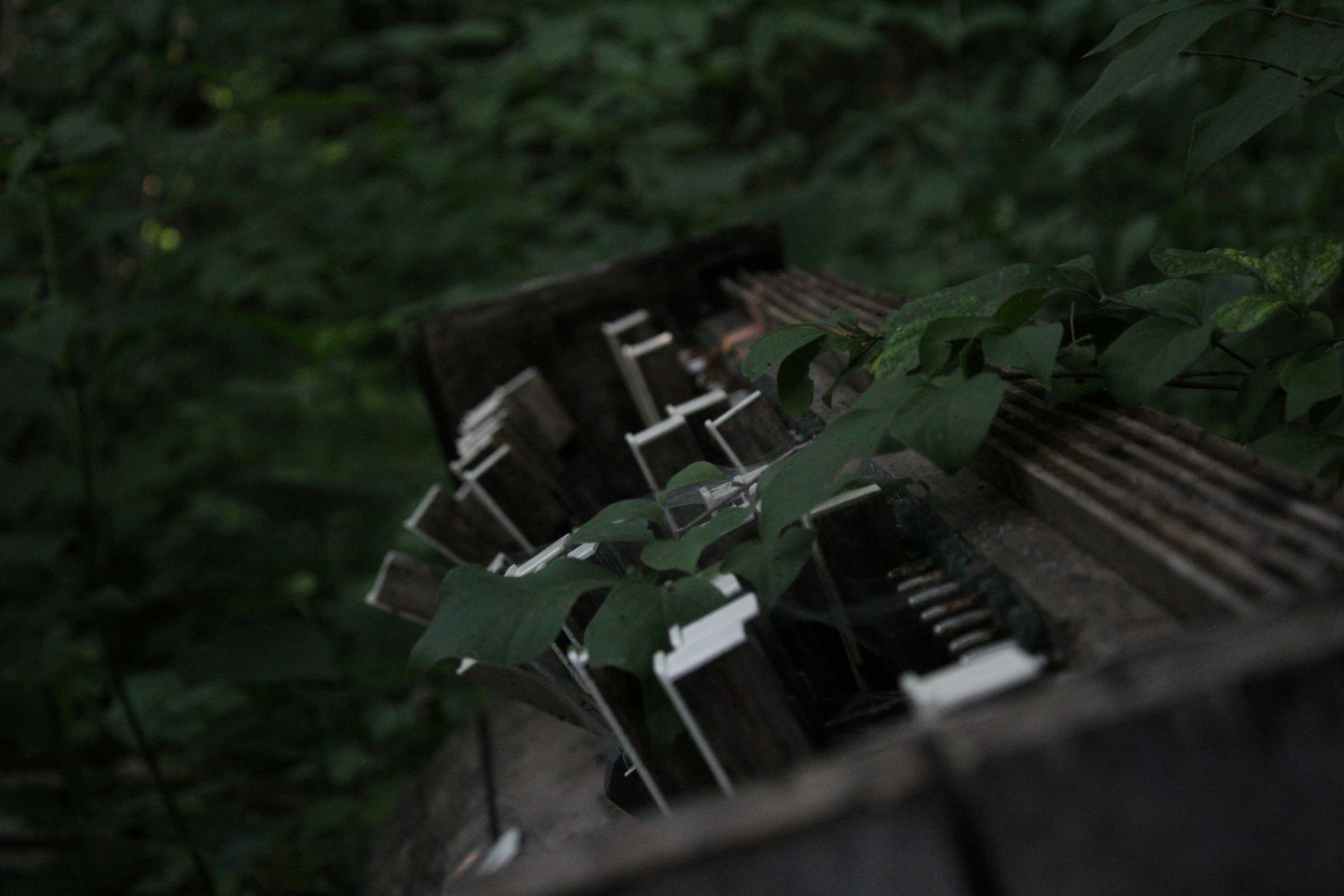 Overgrown ruins of buildings in a forest