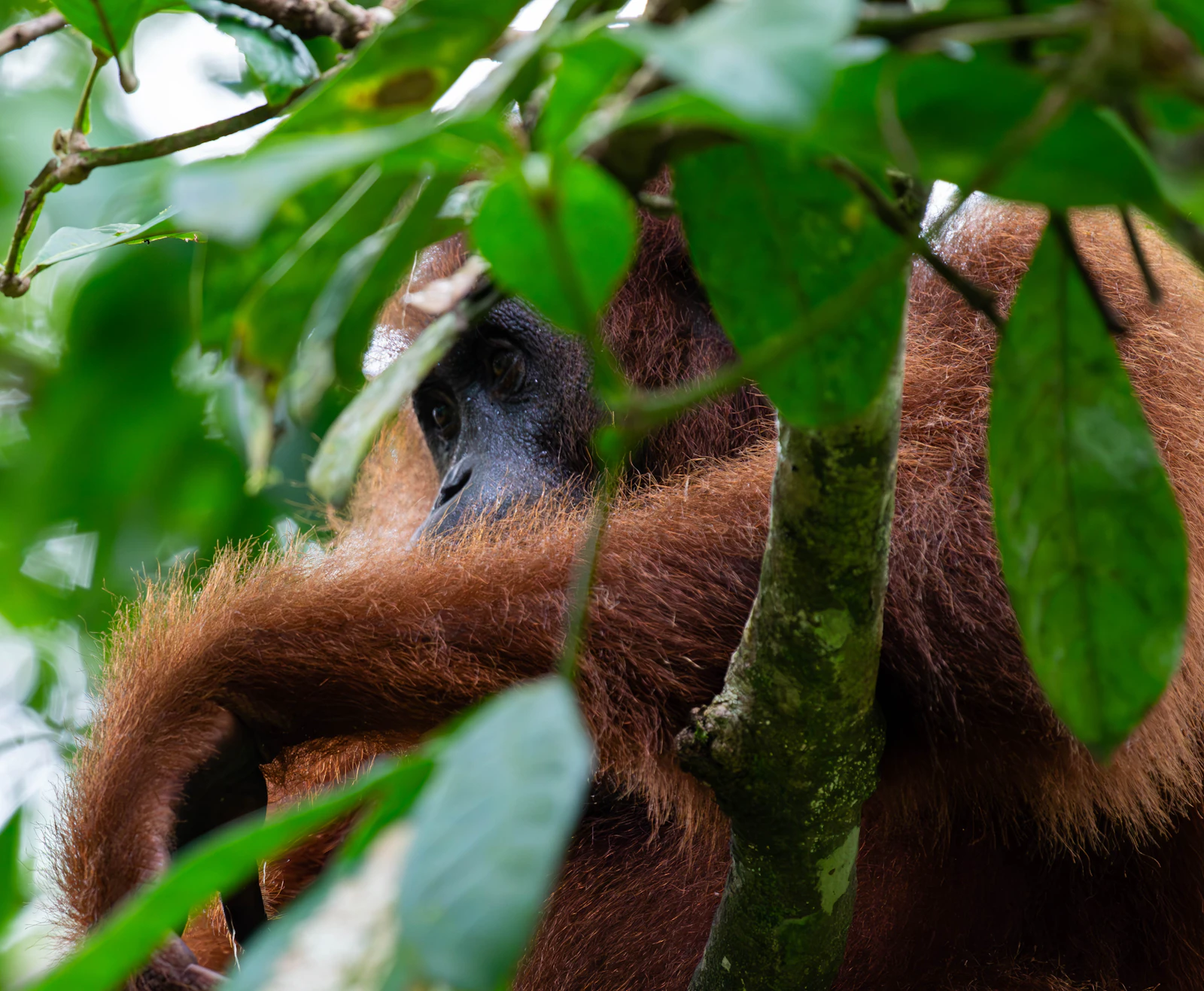 3-Day Gunung Leuser Wild Orangutan Rainforest Expedition