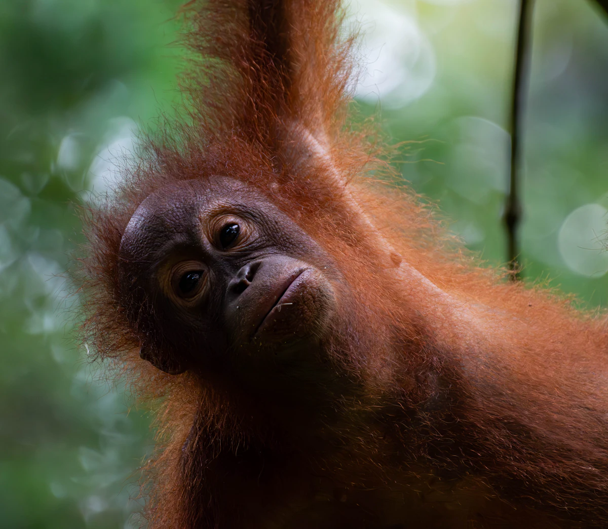 Wild orangutan in Sabah rainforest