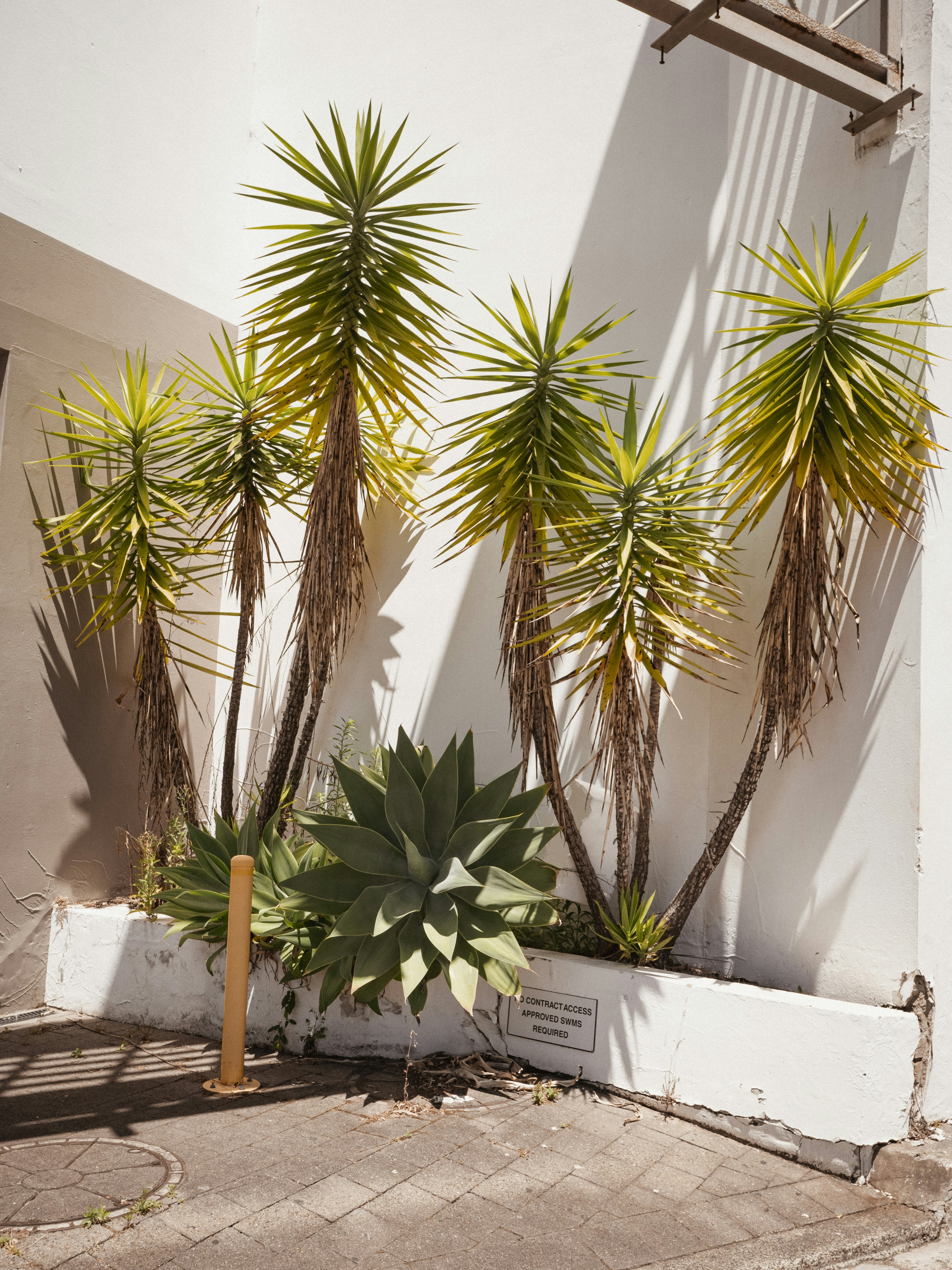 A wide desert garden with gravel paths, agave, and ornamental grasses in a West Valley yard