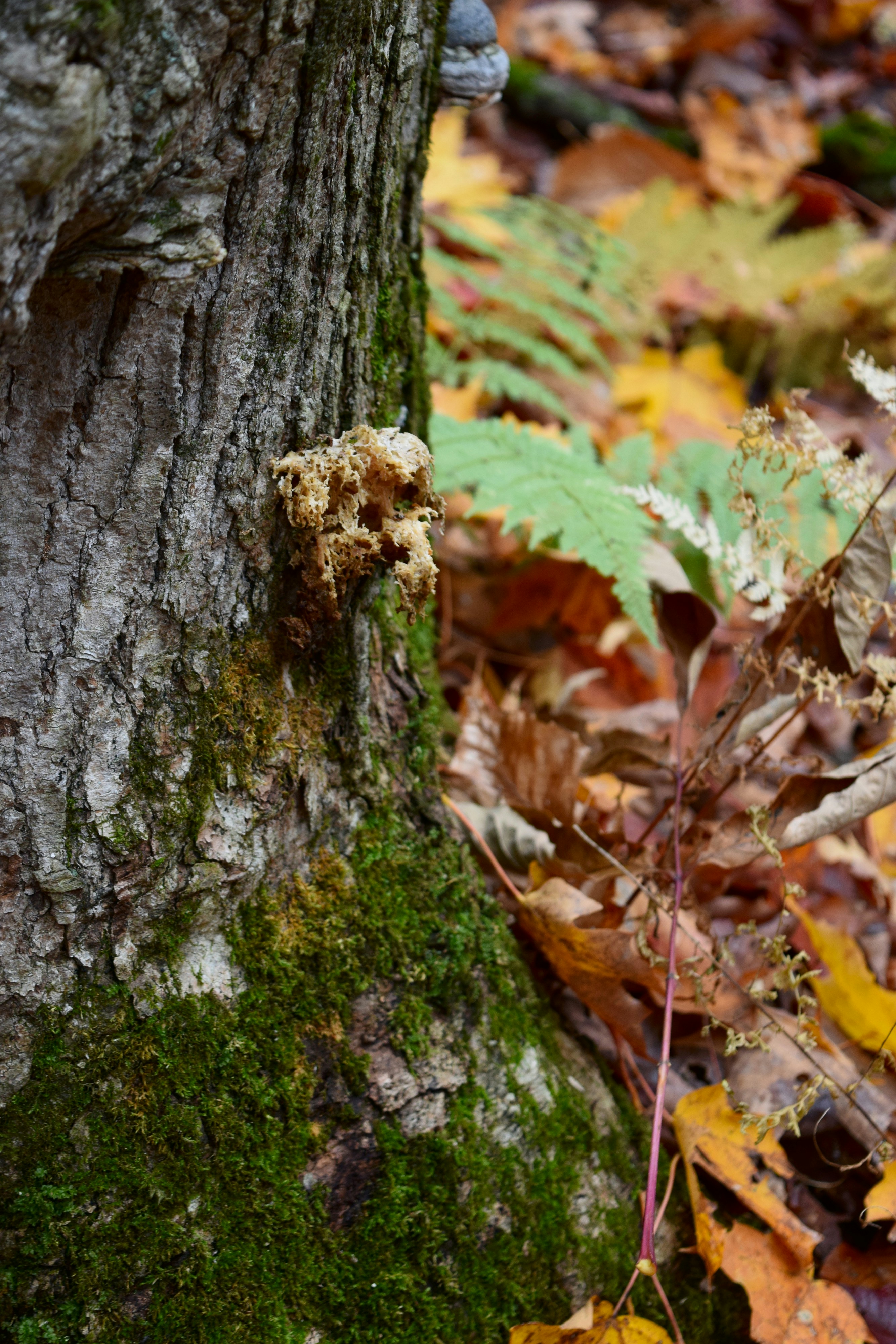 Moss and fungus on a tree trunk in autumn