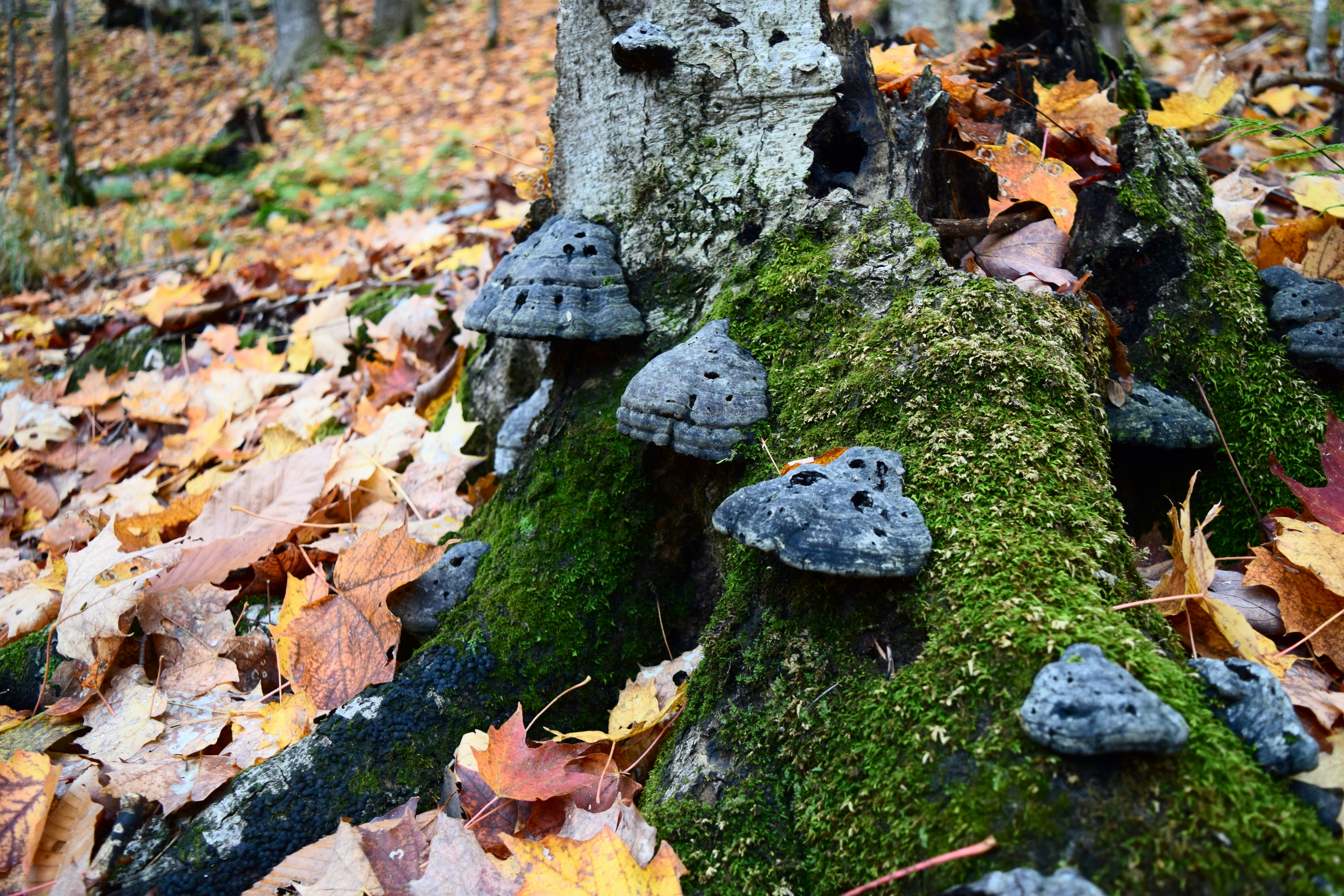Mushrooms growing on a mossy tree stump with fallen leaves.