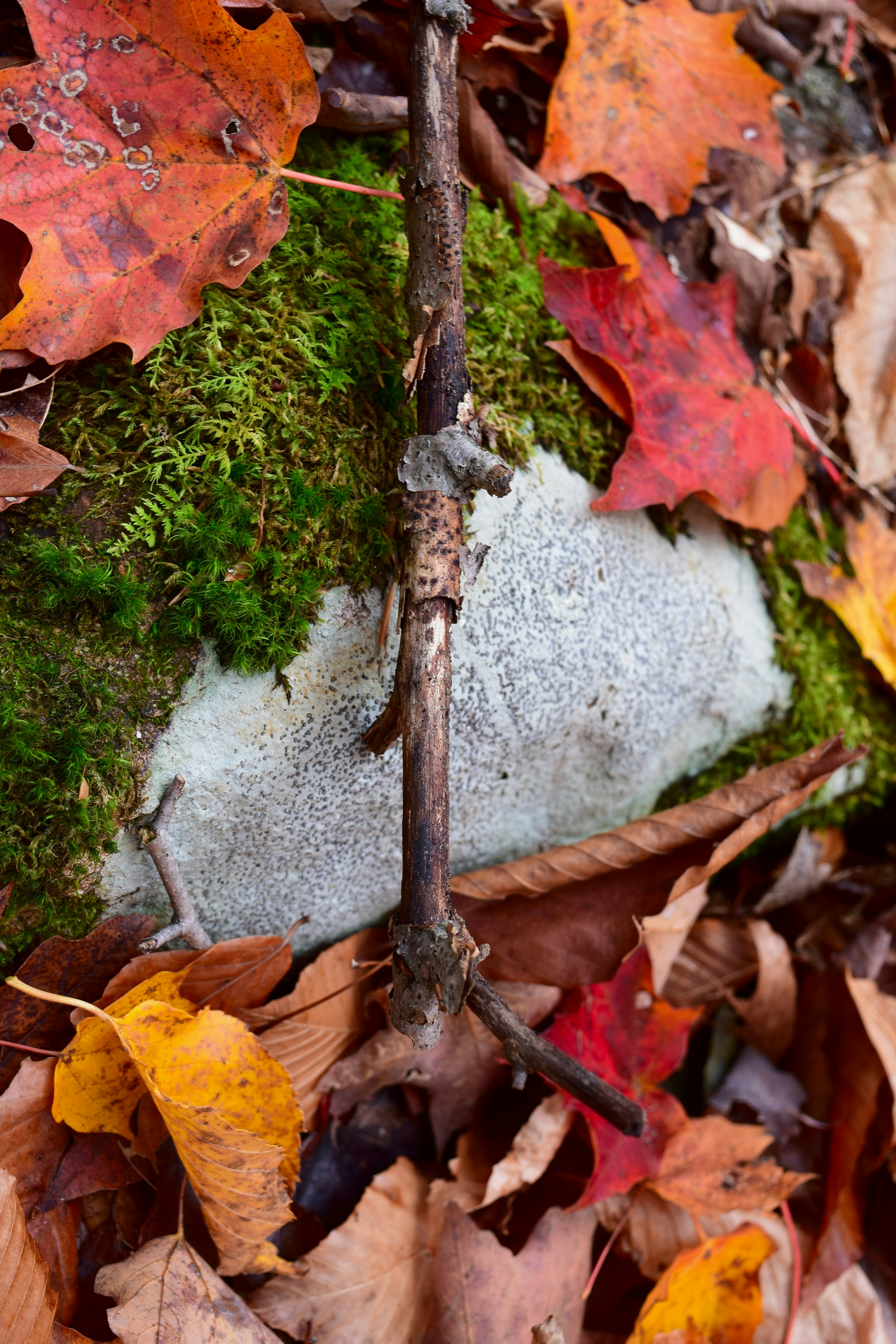 Autumn leaves surround mossy rock and fallen branch