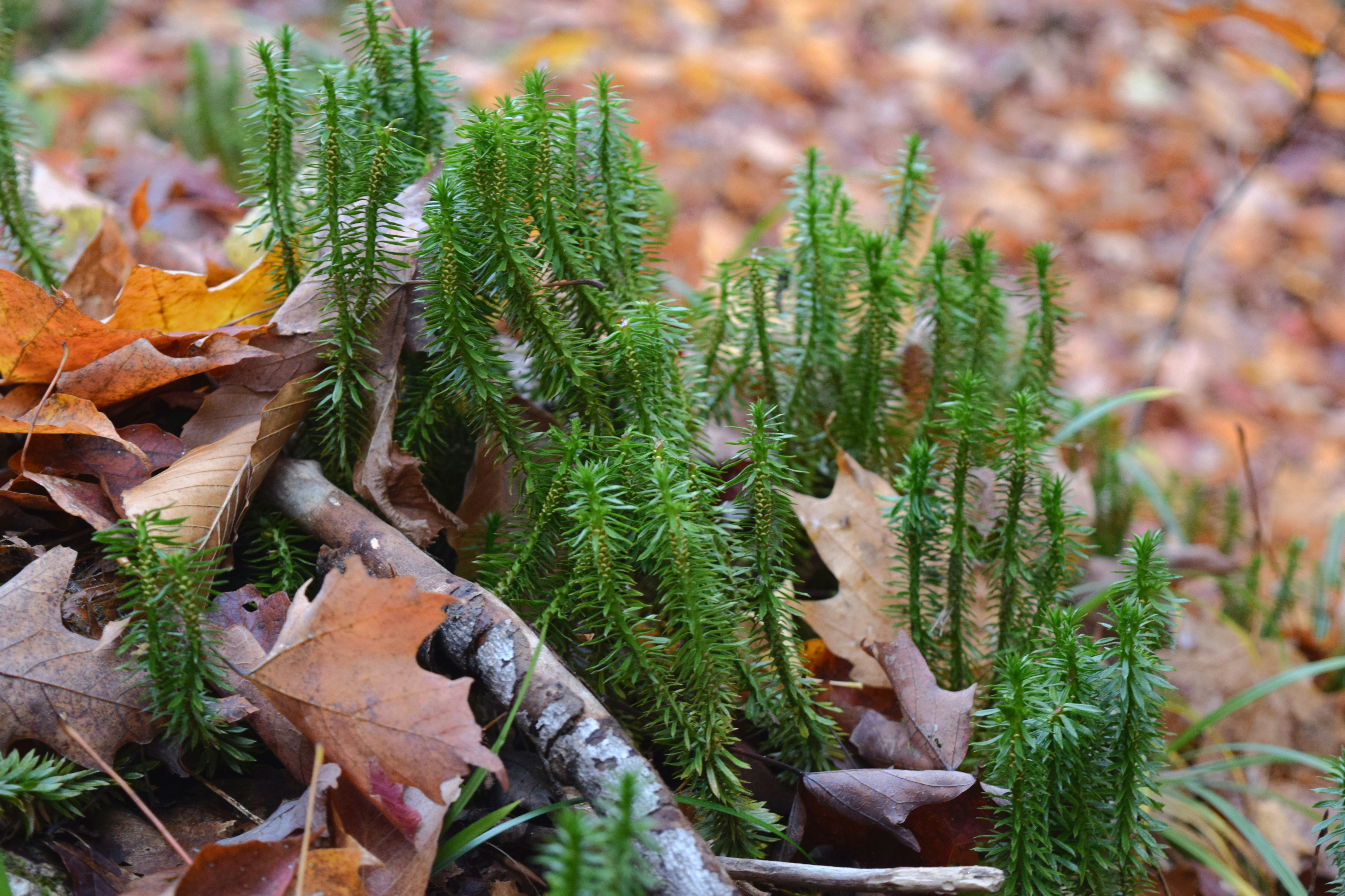 Green mossy plants grow amongst fallen autumn leaves.