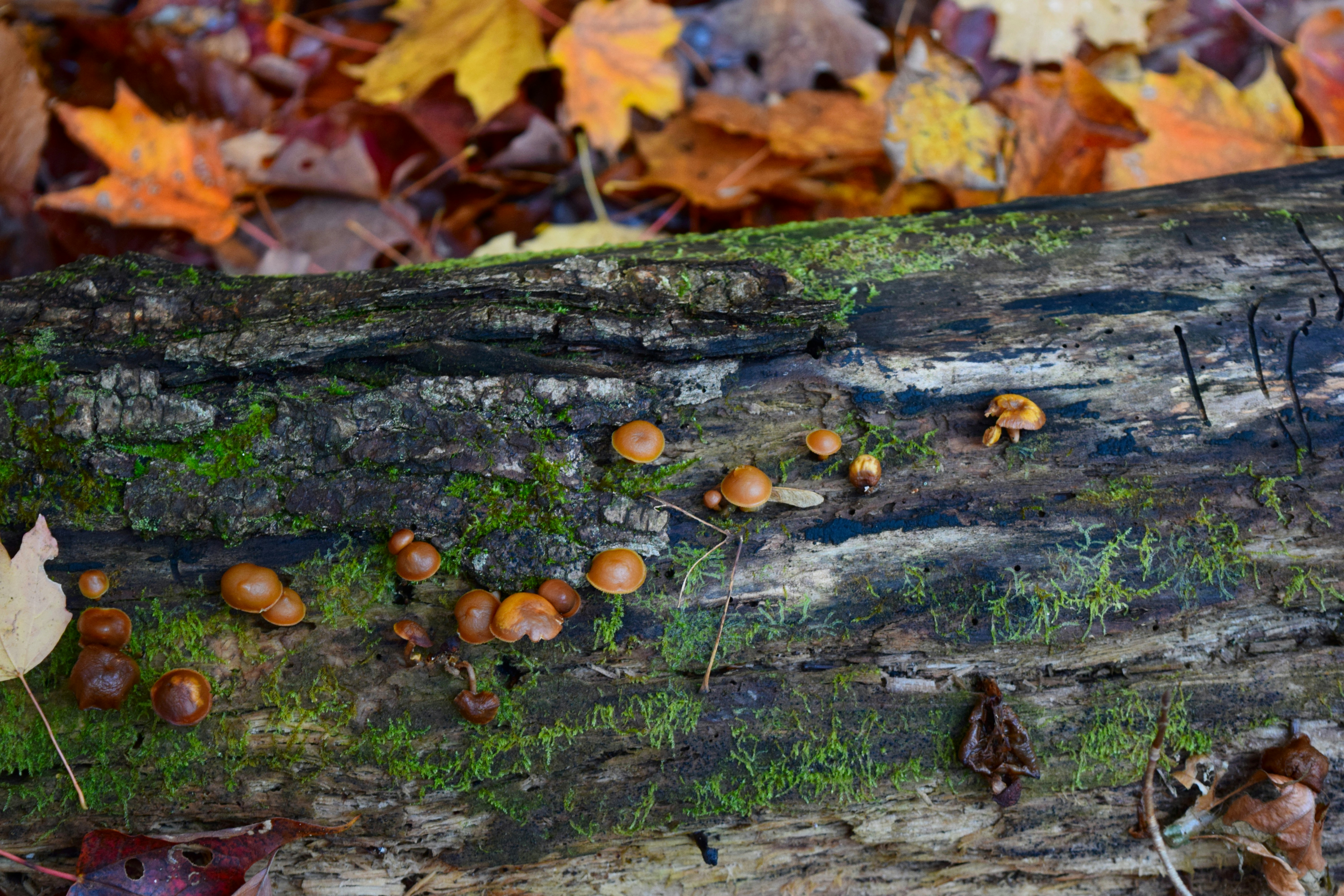 Small mushrooms grow on a mossy log with autumn leaves.