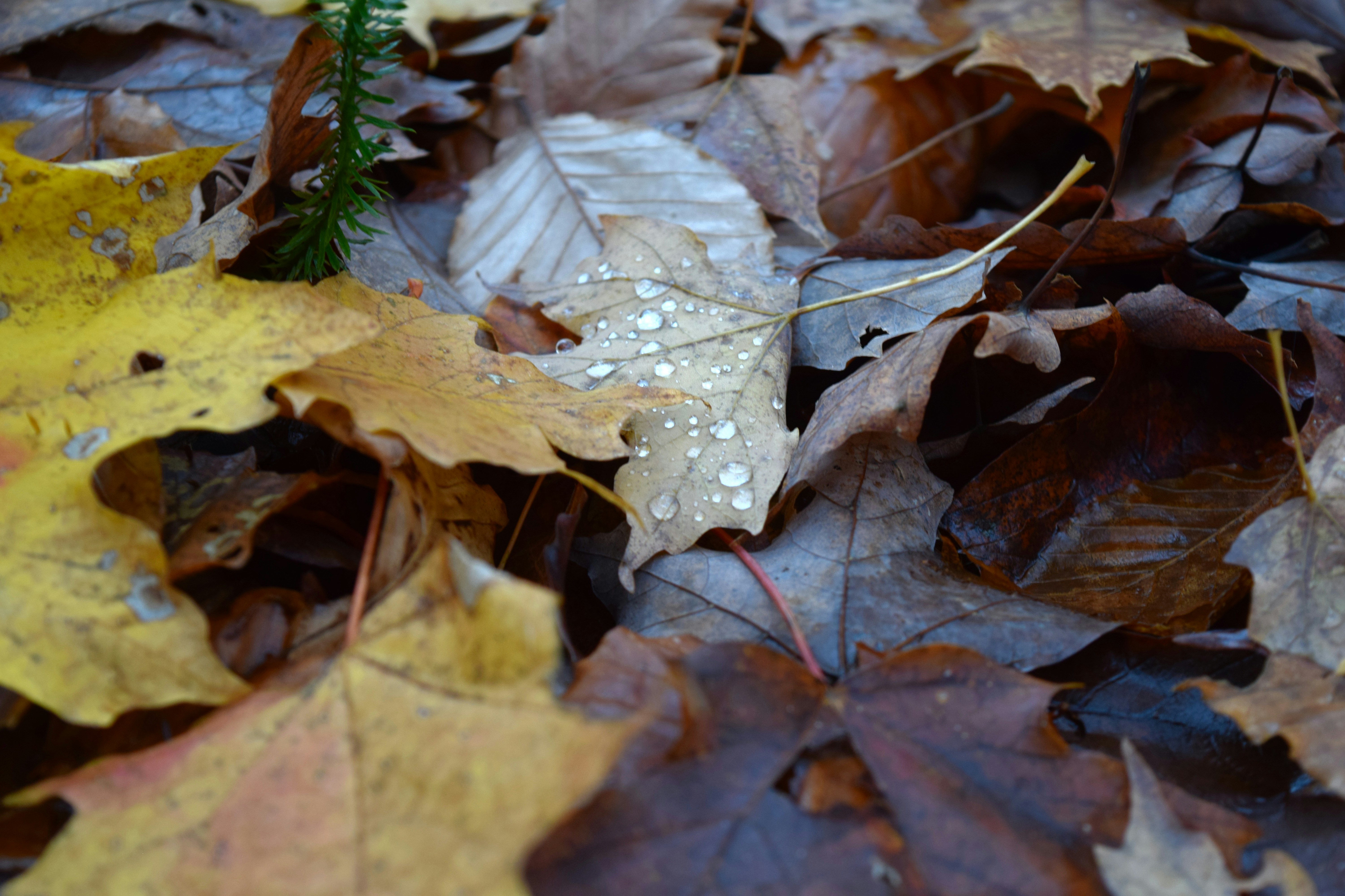 Wet autumn leaves cover the forest floor.