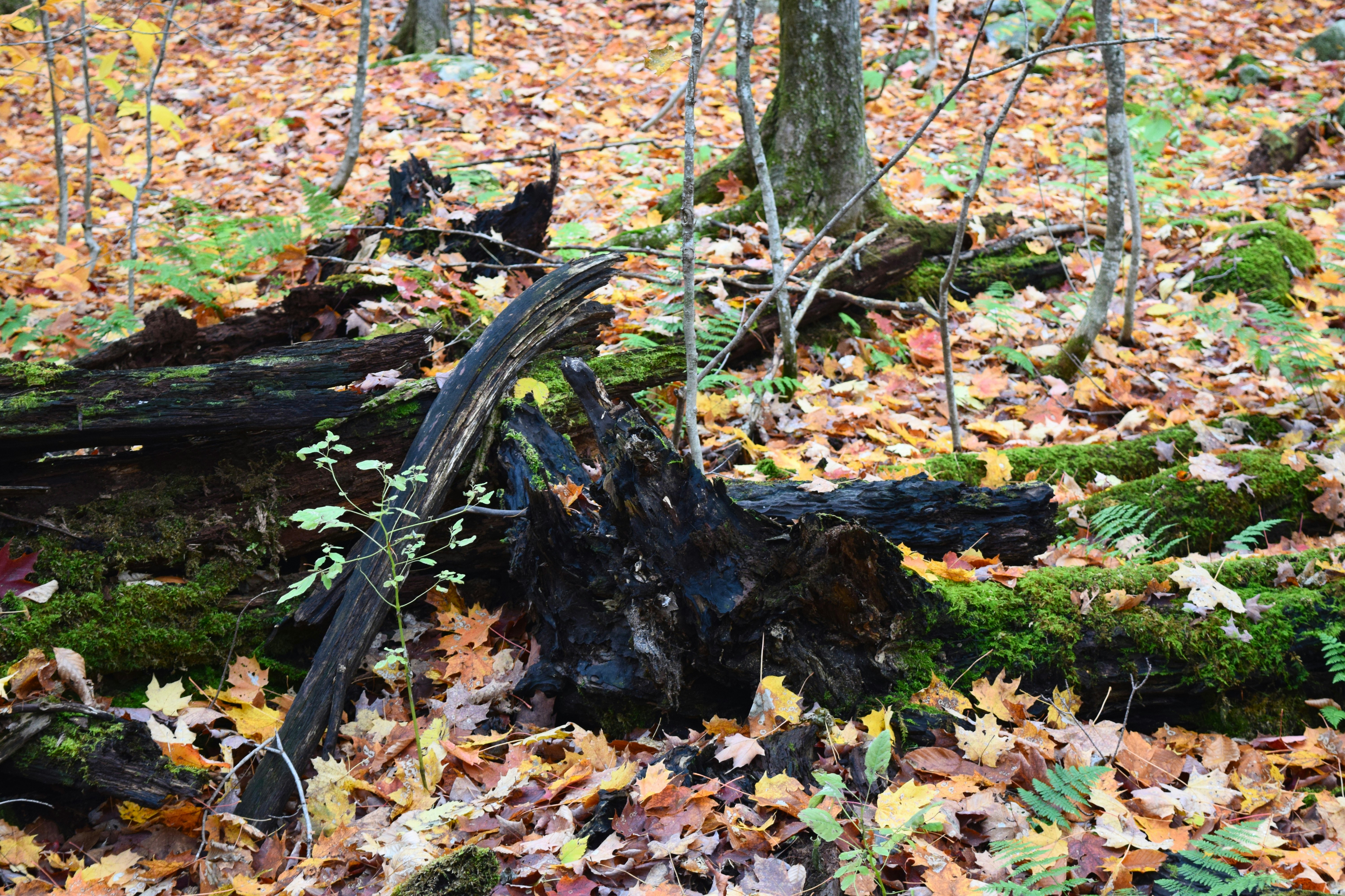 Photo by quillofspirit