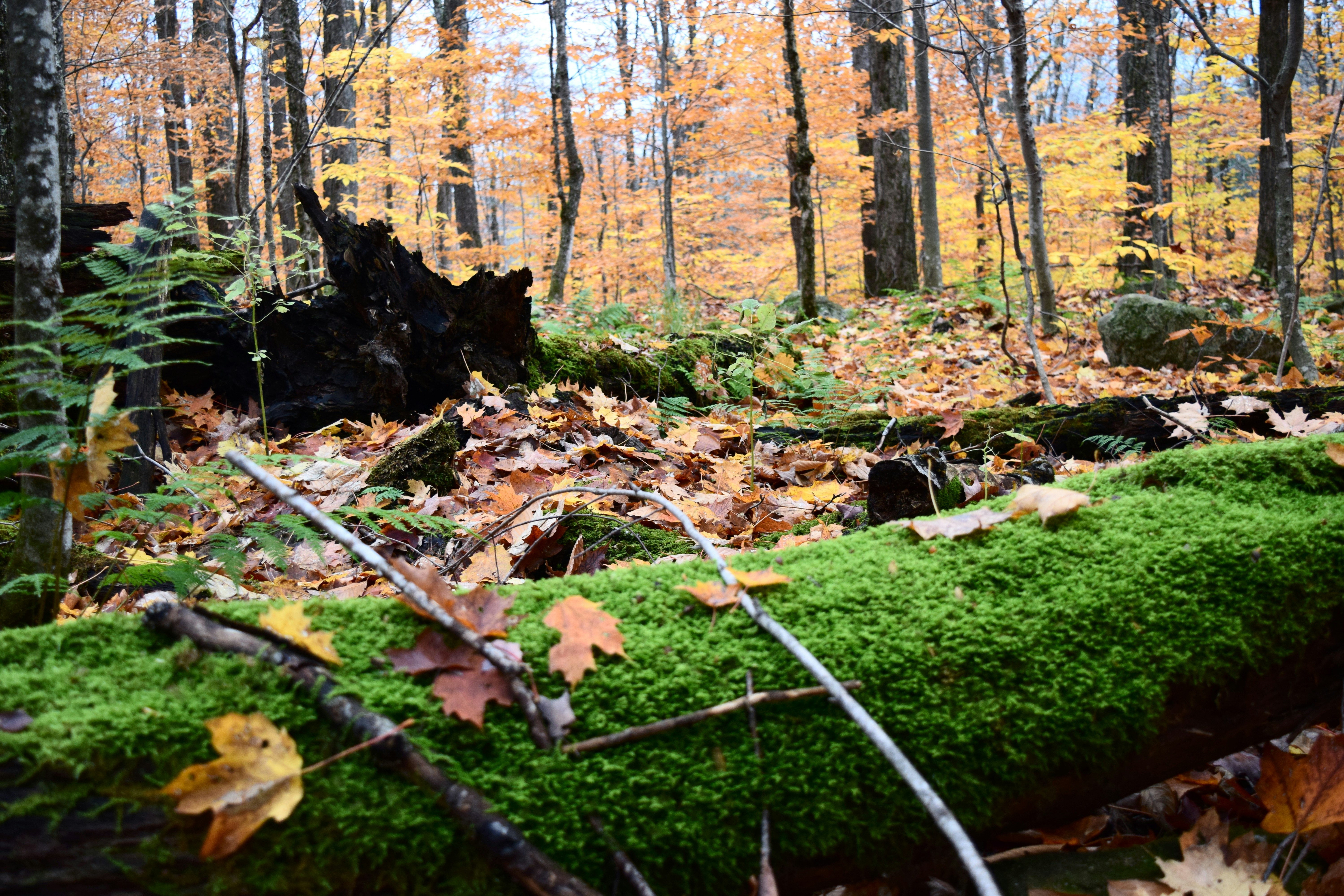 Photo by quillofspirit