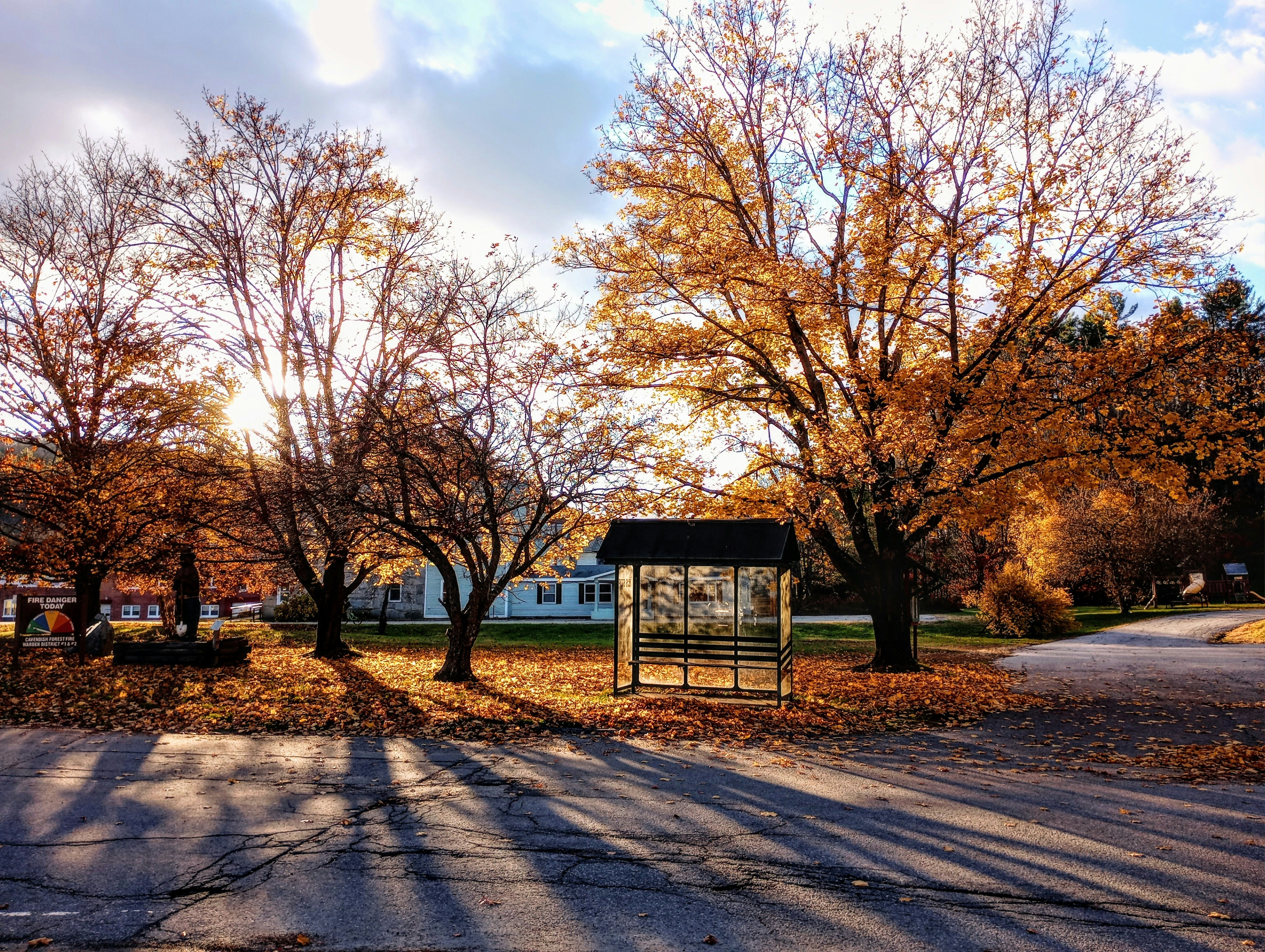 Autumn trees with fallen leaves and long shadows.